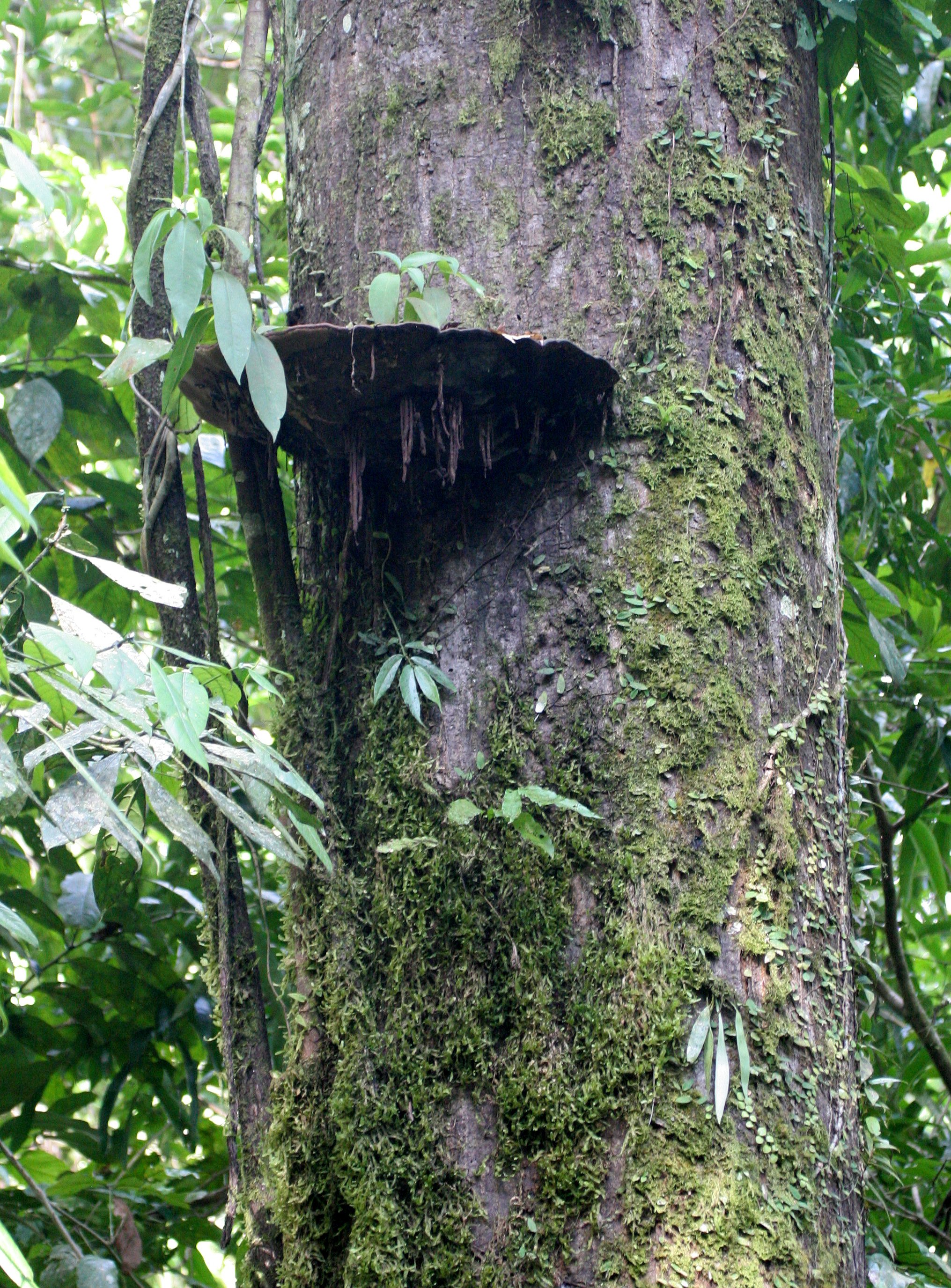 DANUM VALLEY BORNEO - FUNGI SPECIES (2).JPG