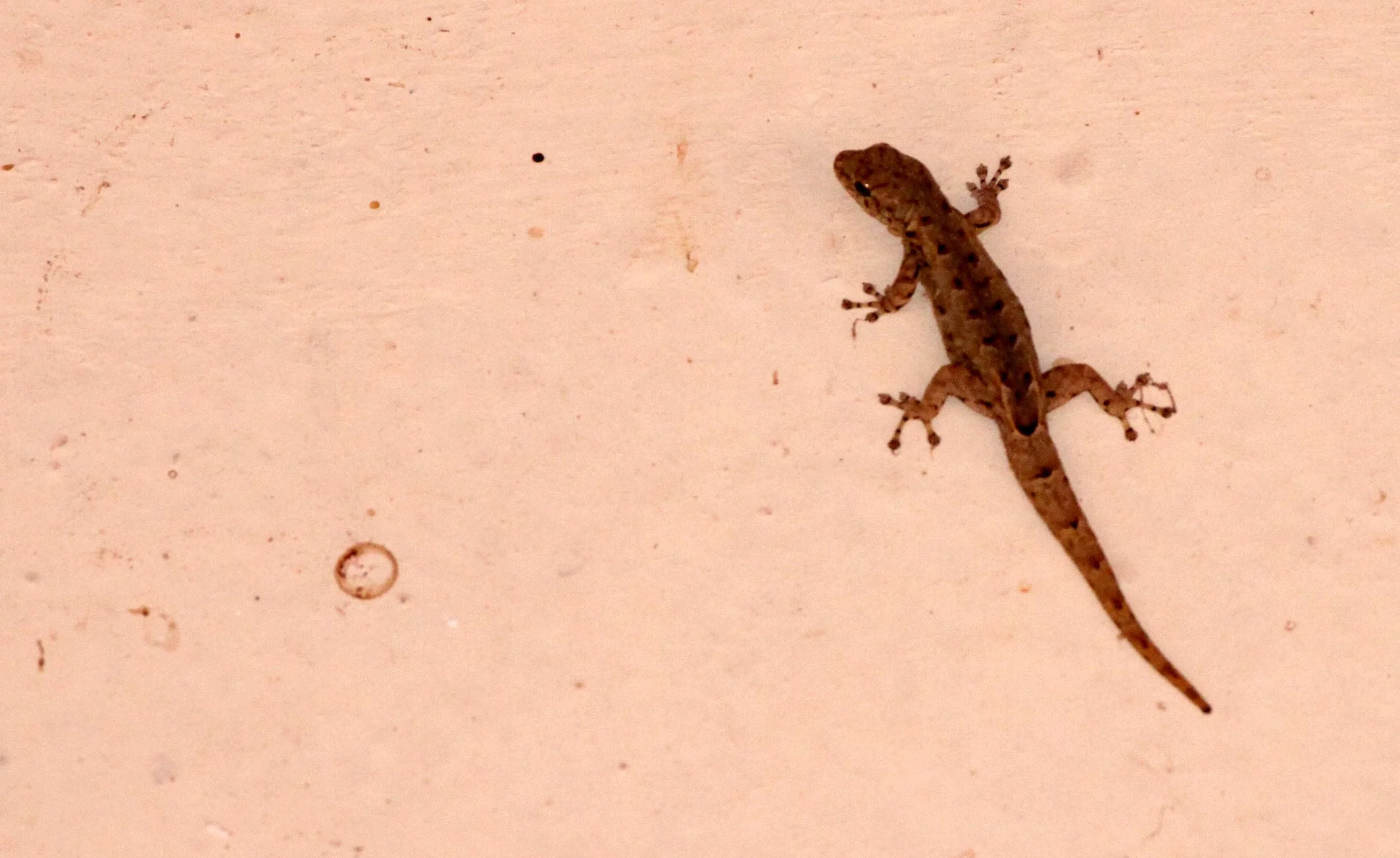 Hemidactylus species - HOUSE GECKO SPECIES - ANDOHAHELA NATIONAL PARK MADAGASCAR (3).JPG