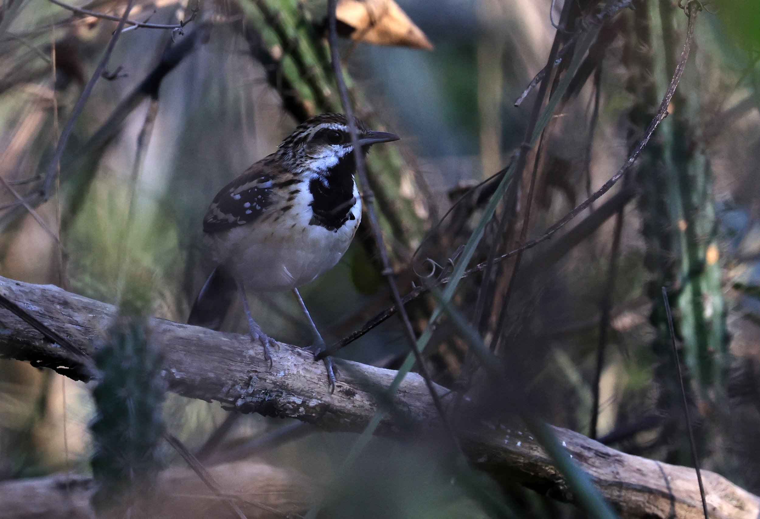 Stripe-backed Antbird (Myrmorchilus strigilatus) Agua Dulce Paraguay (7).jpg