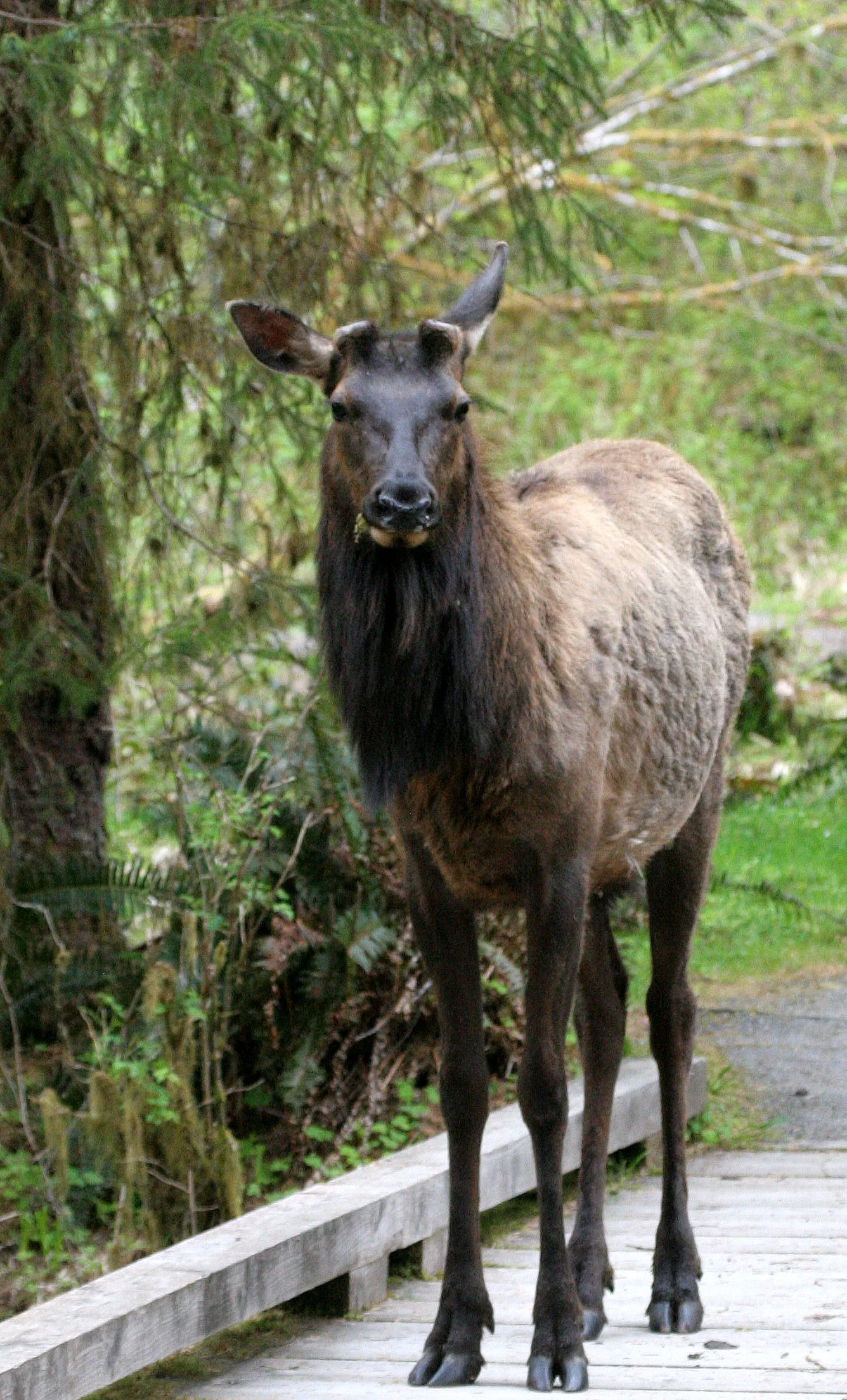 Cervus canadensis roosevelti - ROOSEVELT ELK - HOH RIVER VALLEY - ONP WA  (139).JPG