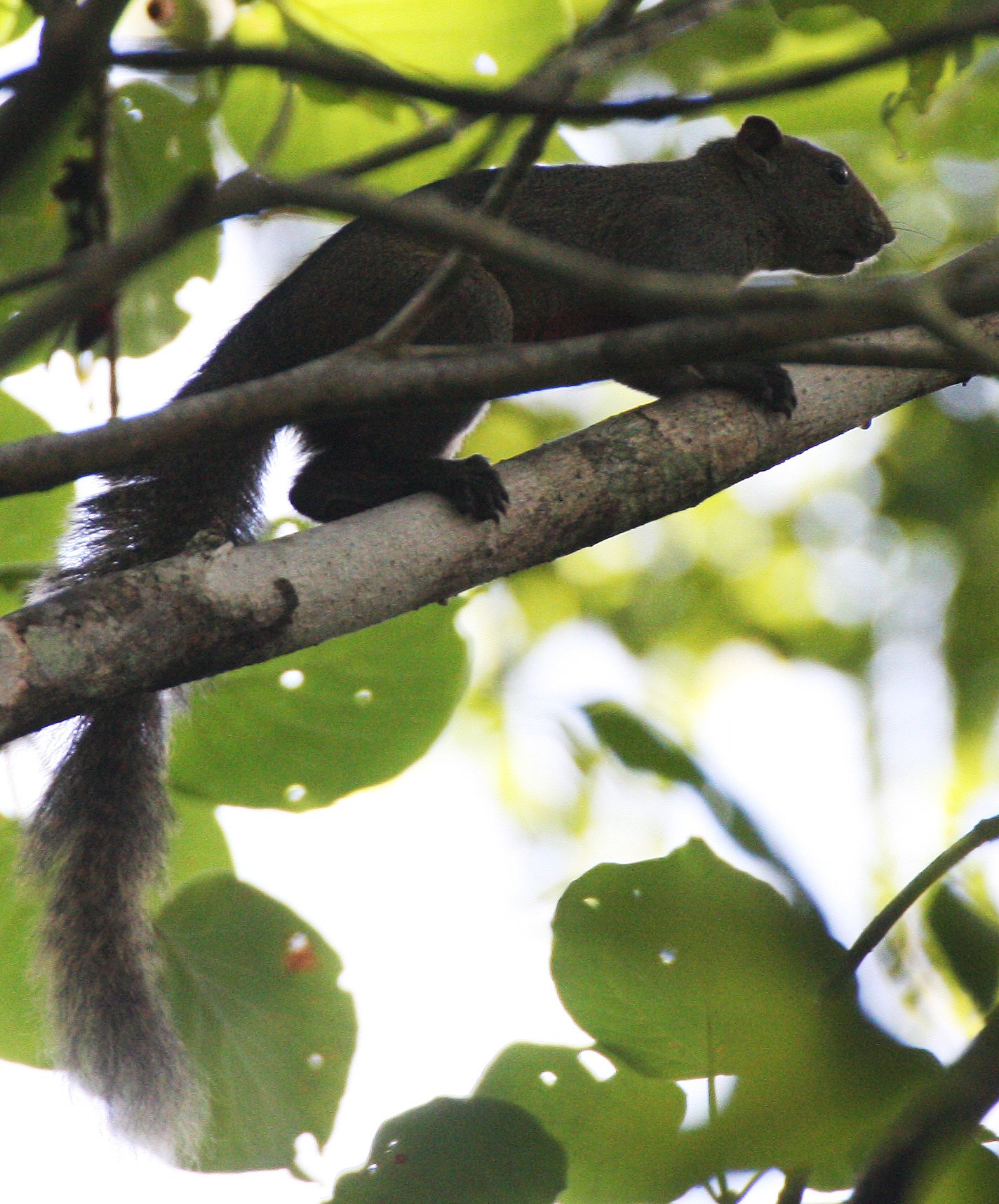 Callosciurus erythraeus erythraeus - PALLAS'S SQUIRREL - KHAO BAN DAI - HUAI KHA KHAENG NATURE RESERVE THAILAND (29).JPG