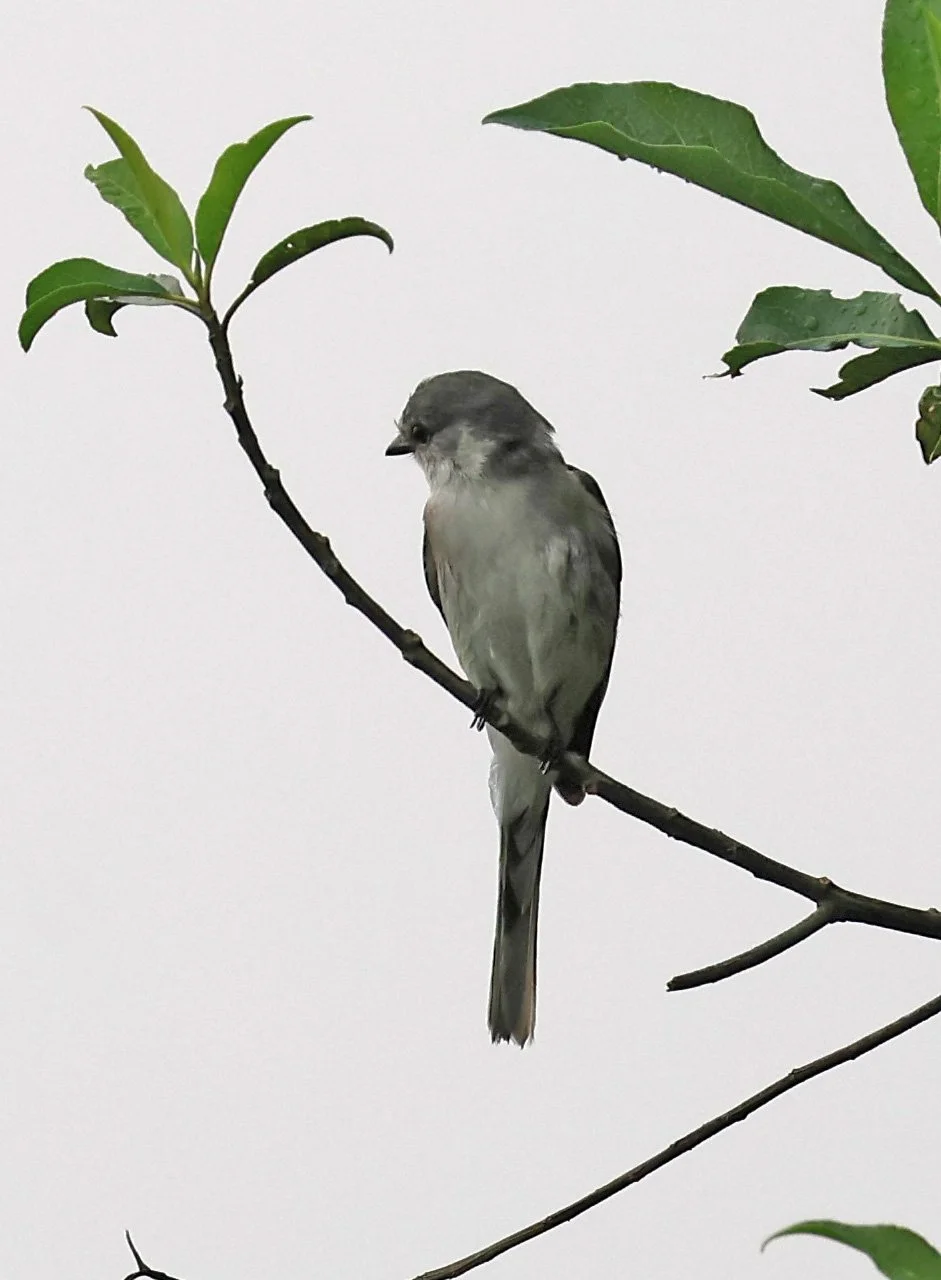 Brown-rumped Minivet (Pericrocotus cantonensis) Khao Yai National Park Feb 2026 Day 2 (2).jpg