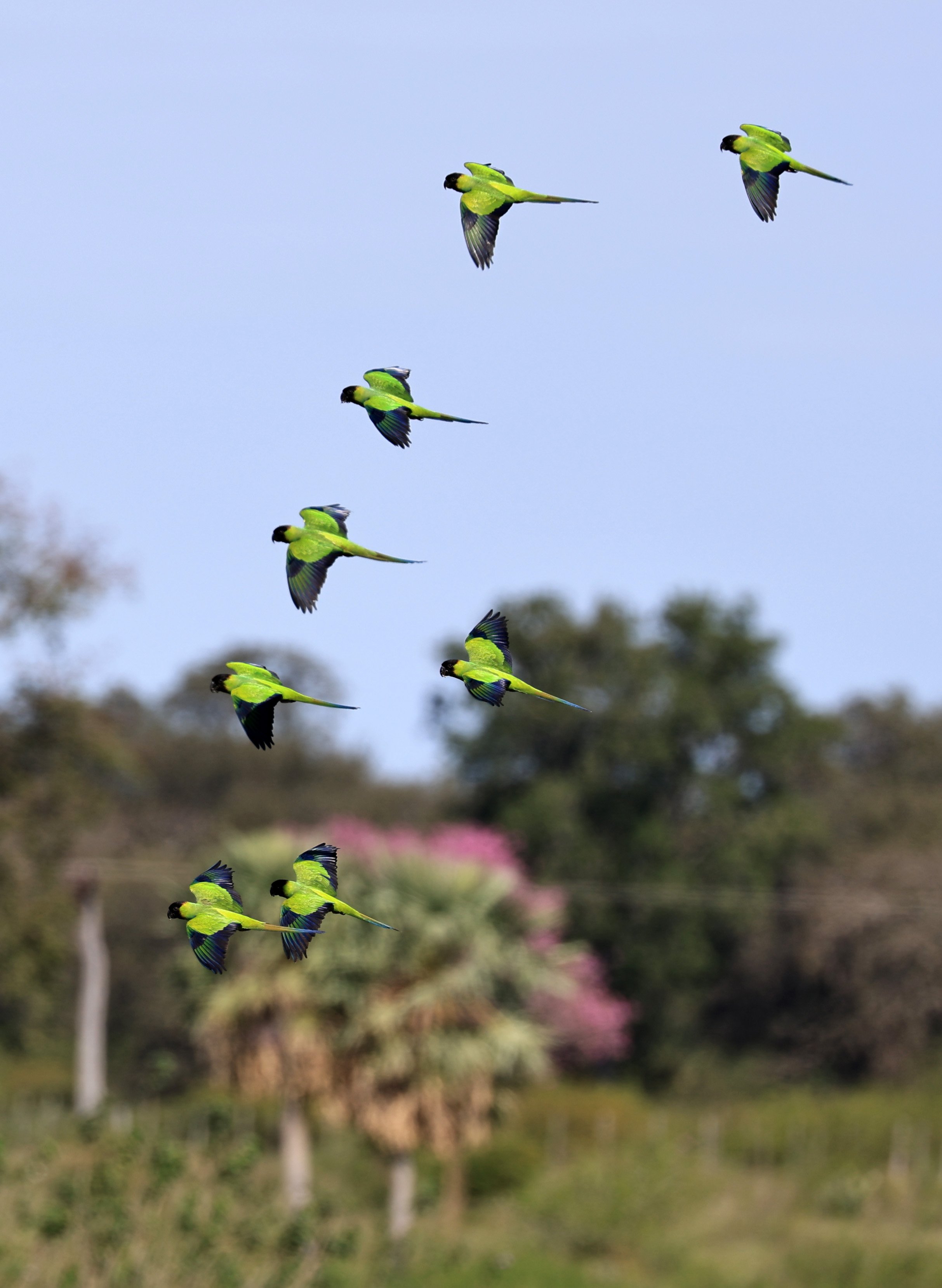 Nanday or Black-hooded Parakeet (Aratinga nenday) Wetlands along Road between Pozo Colorado & Asuncion (18).jpg