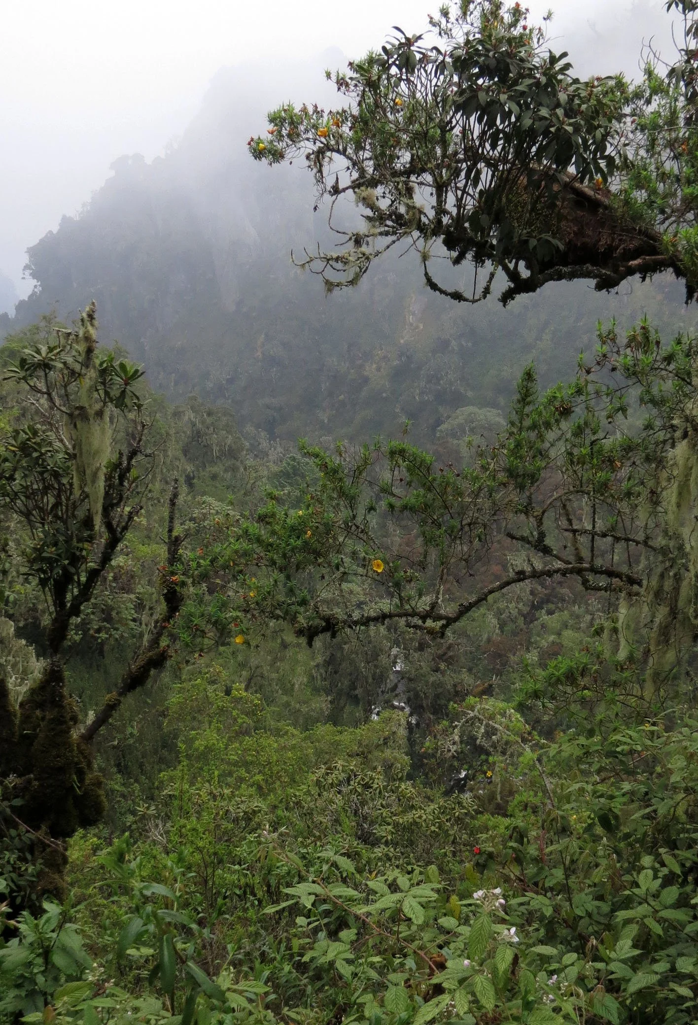 RWENZORI NATIONAL PARK UGANDA (126).JPG