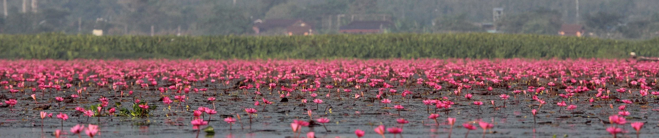 2018 Thale Noi Bird Sanctuary Patthalung (42).JPG