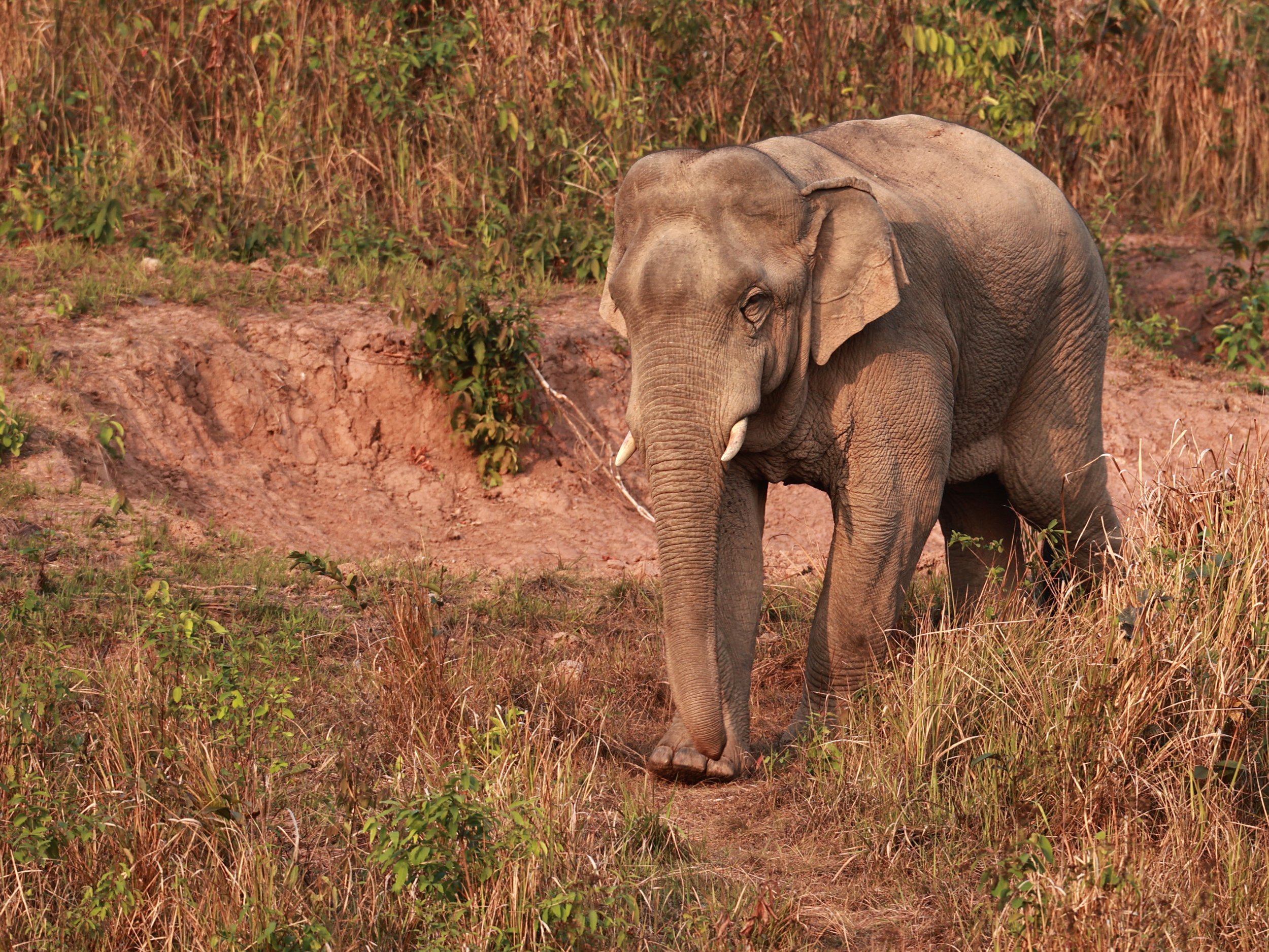 Asian Elephant (Elephas maximus) Khao Yai National Park, Thailand (24).jpg