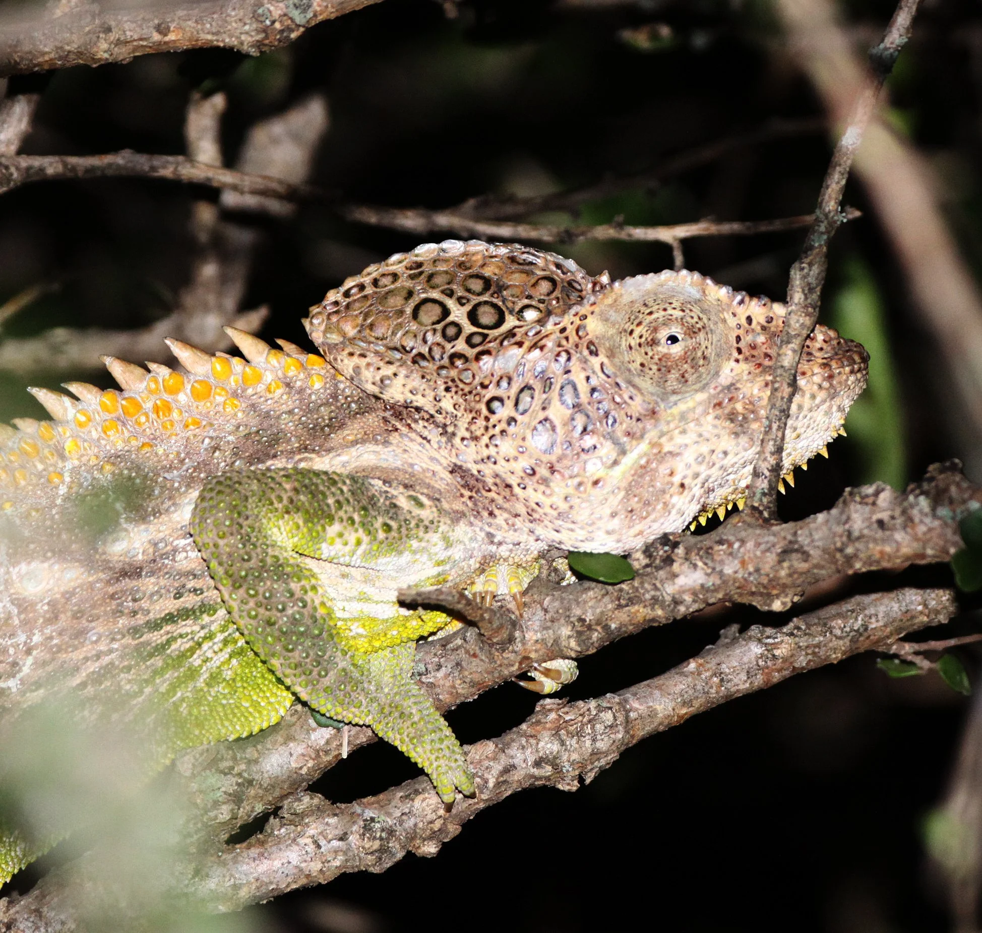 Madagascar Warty Chameleon (Furcifer verrucosus) Berenty