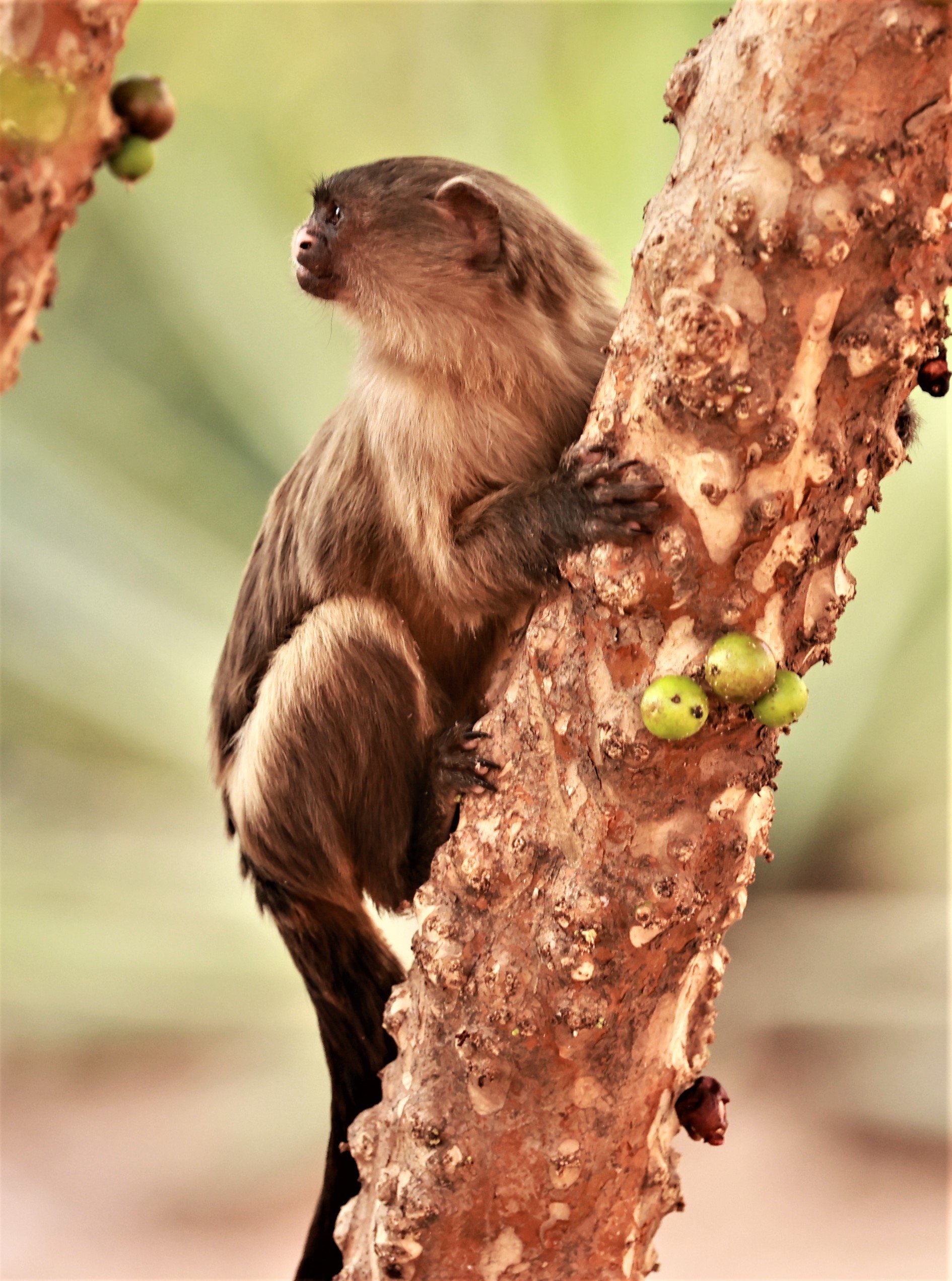 Callitrichidae - Mico melanurus - Black-tailed Marmoset - Cuiaba Town, Mato Grosso, Brazil (65).JPG