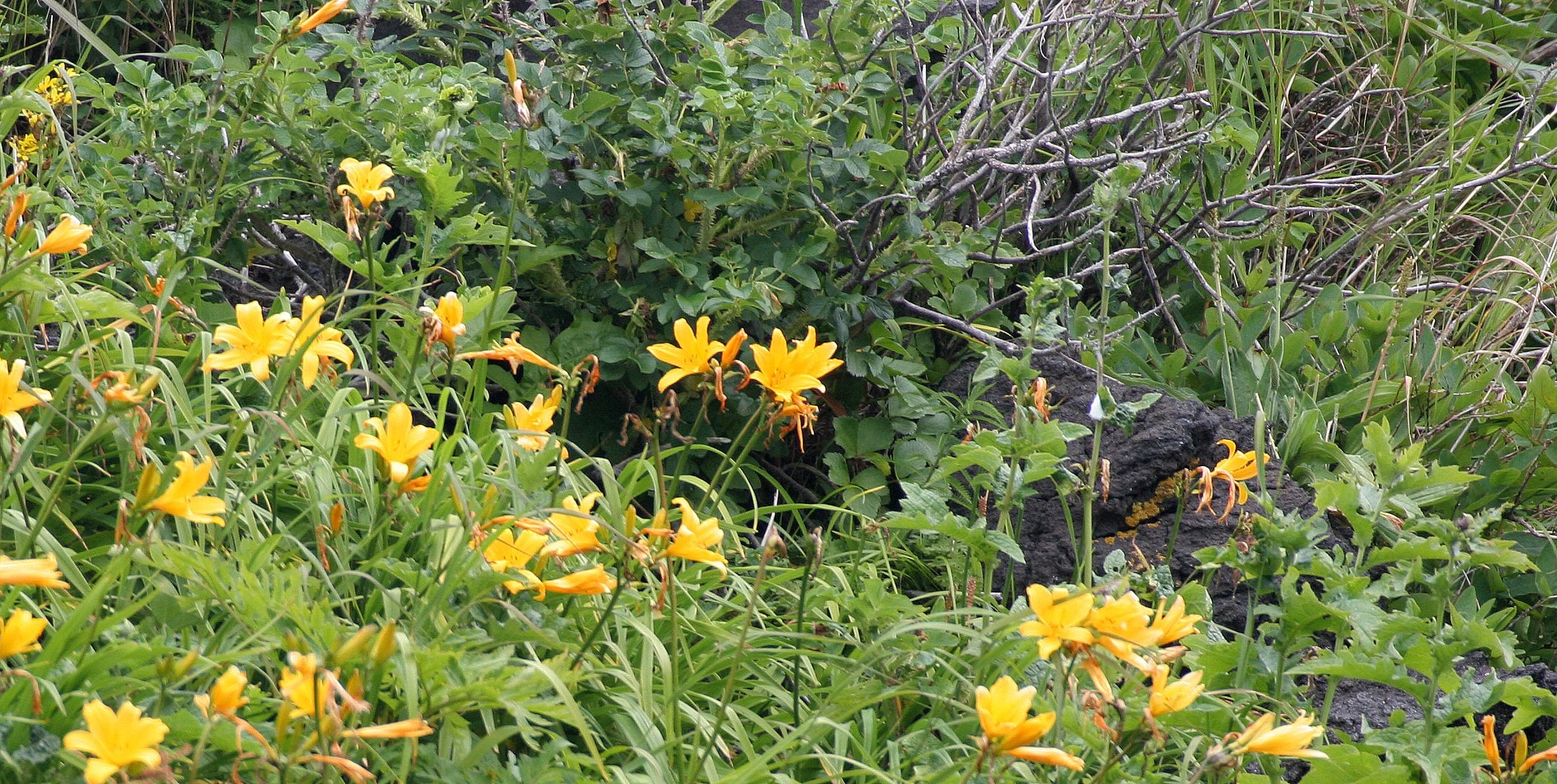 KURIL ISLANDS - FLORA  (19).jpg