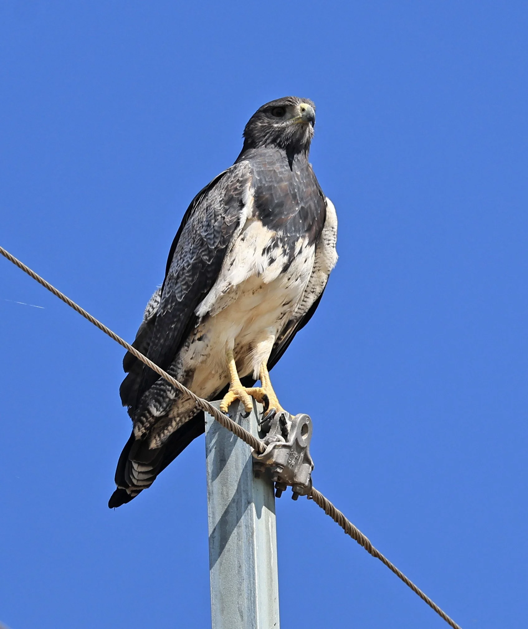 Black-chested buzzard-eagle (Geranoaetus melanoleucus) Chaco Lodge & Laguna Salada Paraguay (11).jpg