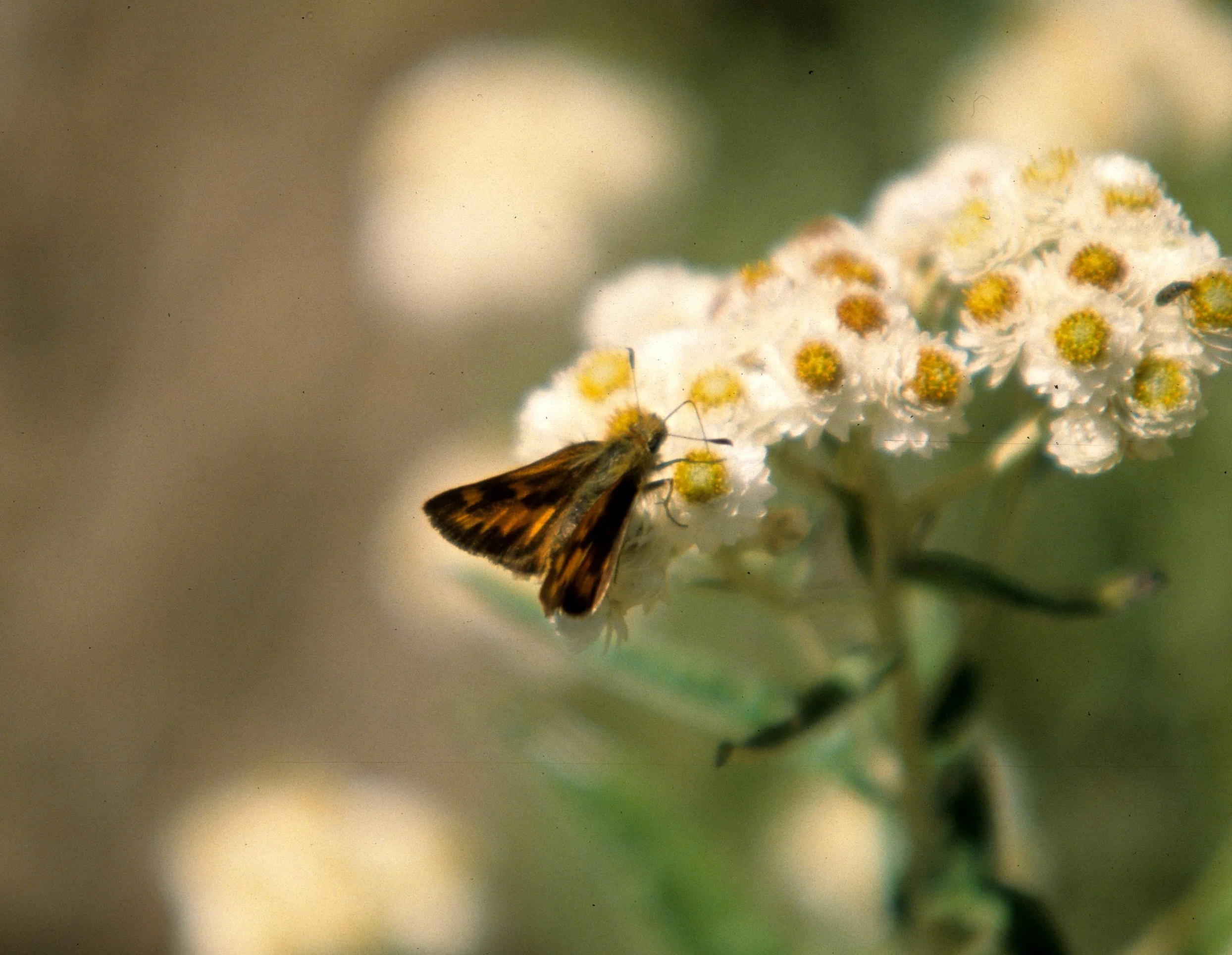 INVERTS - LEP - HISPERID MOTH - SKIPPER MOTH - HURRICANE RIDGE.jpg