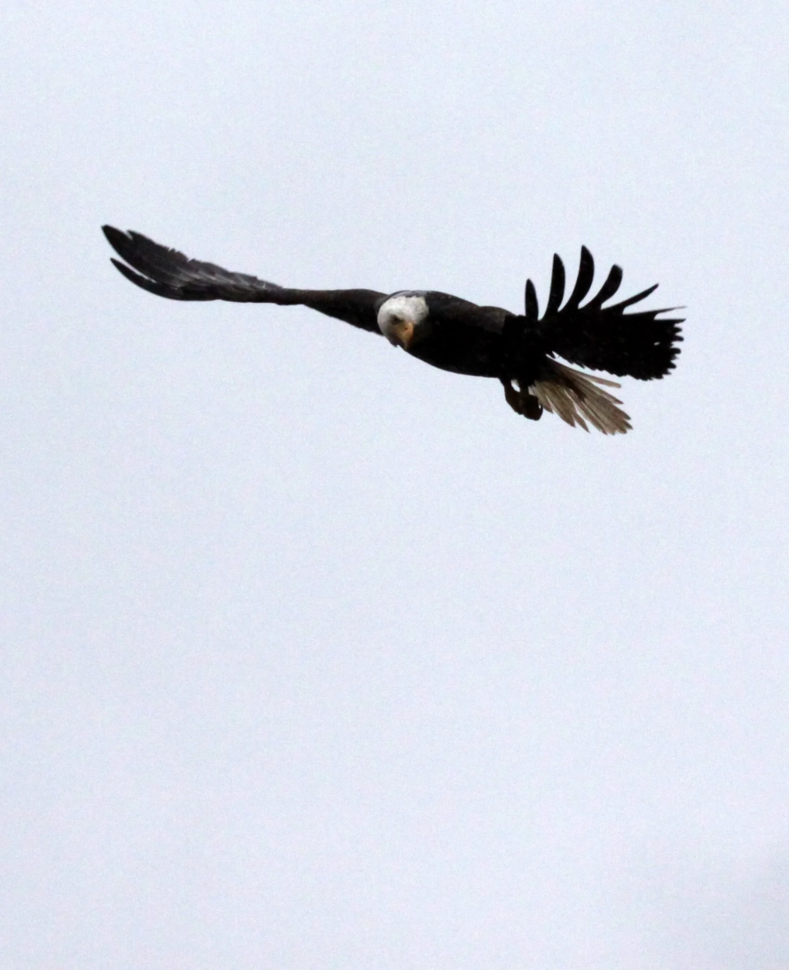Haliaeetus leucocephalus - AMERICAN BALD EAGLE - SAILCONE LODGE'S RESIDENT EAGLE - KNIGHT'S INLET BC (10).JPG