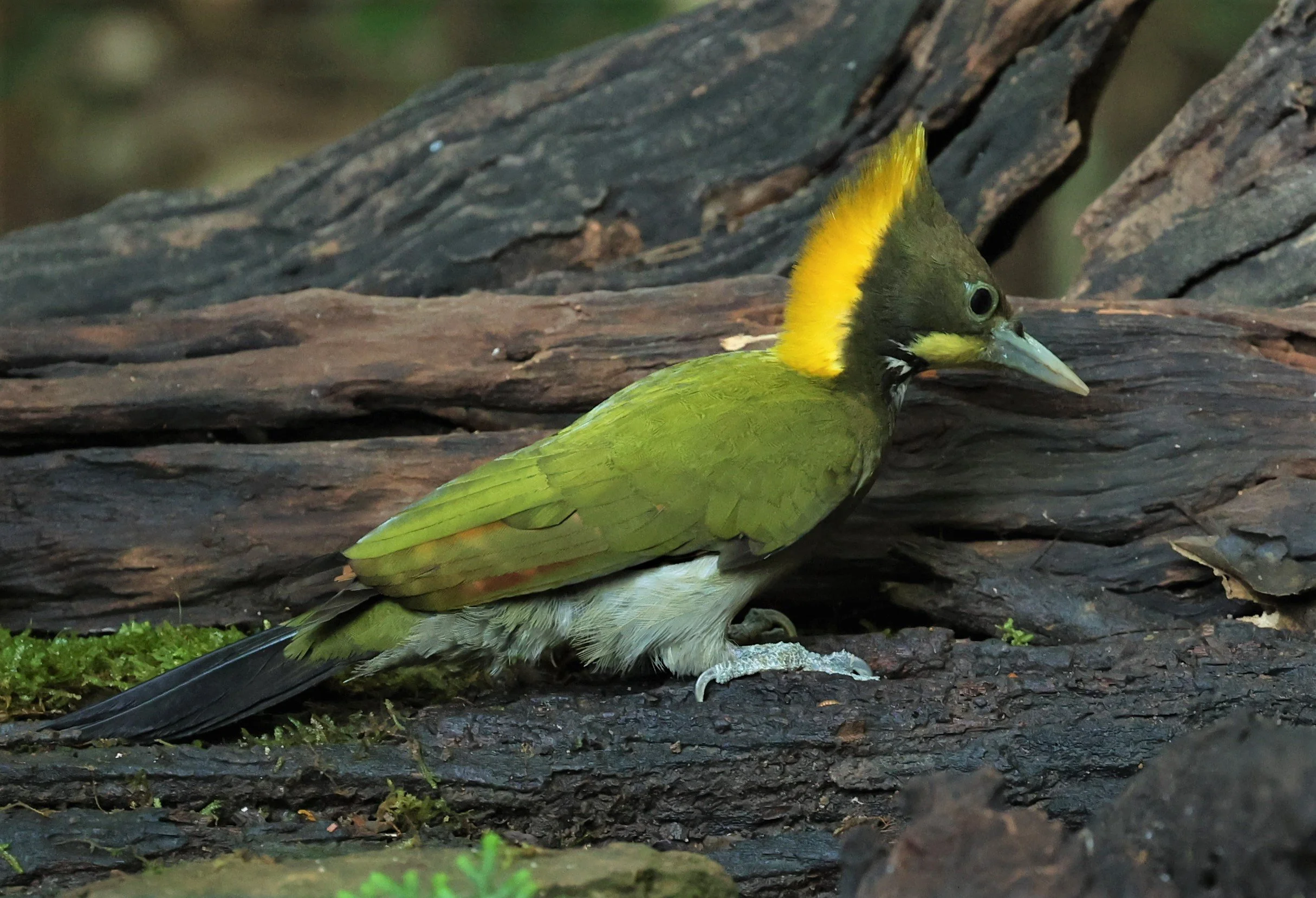 WOODPECKER - GREATER YELLOWNAPE - Chrysophlegma flavinucha - PETCHABURI PROVINCE - NUY HIDE NEAR KAENG KRACHAN JAN 2022 (14).jpg