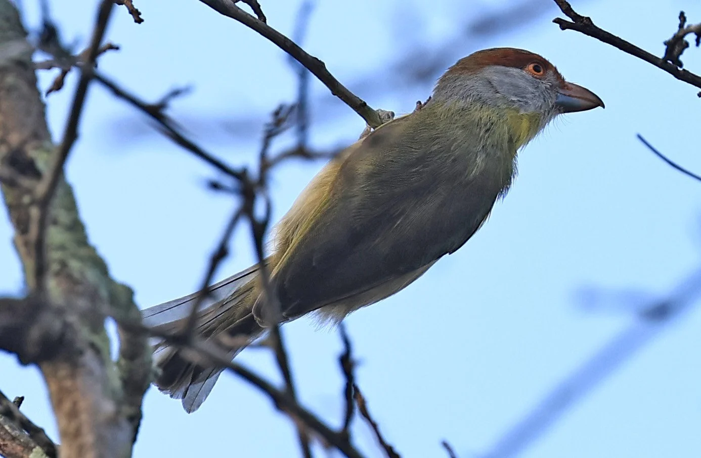 Rufous-browed Peppershrike (Cyclarhis gujanensis) Selva Serena Natural Reserve (4).jpg