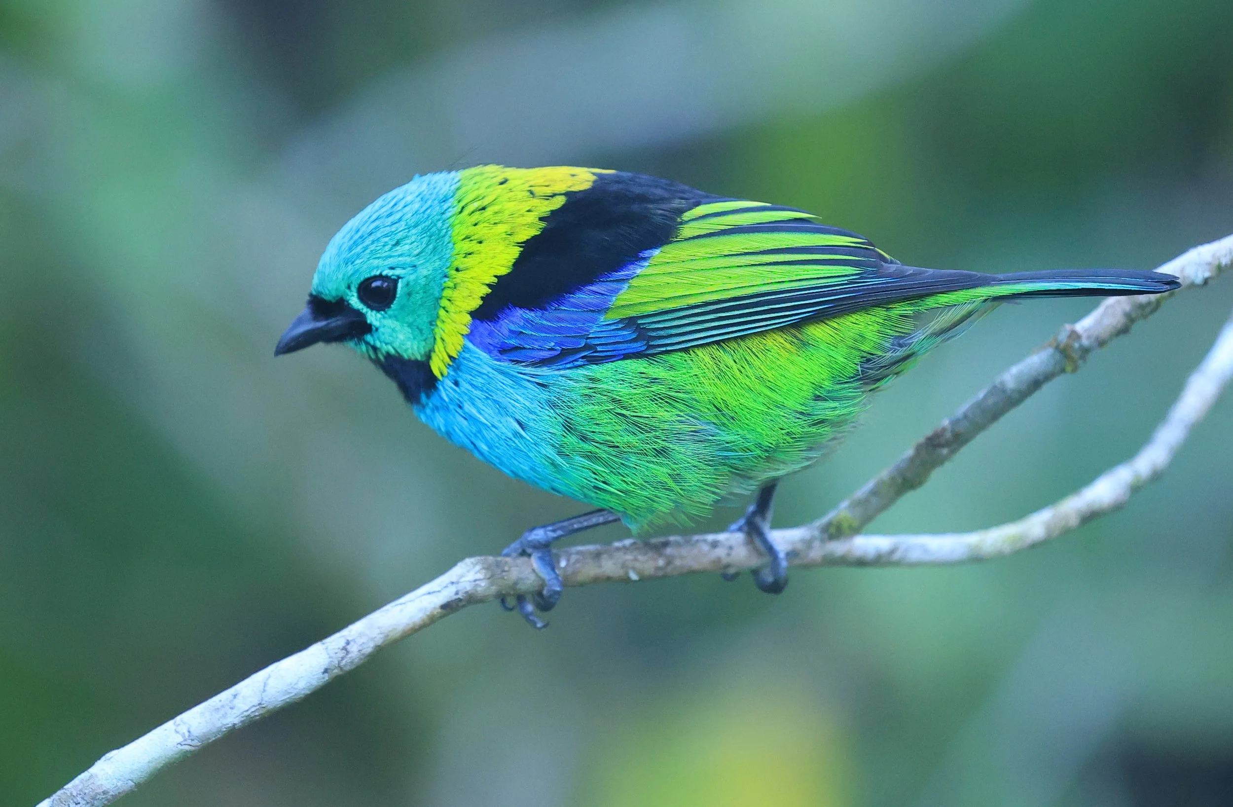 Green-headed Tanager (Tangara seledon)  Superagui National Park, Brazil (203).jpg