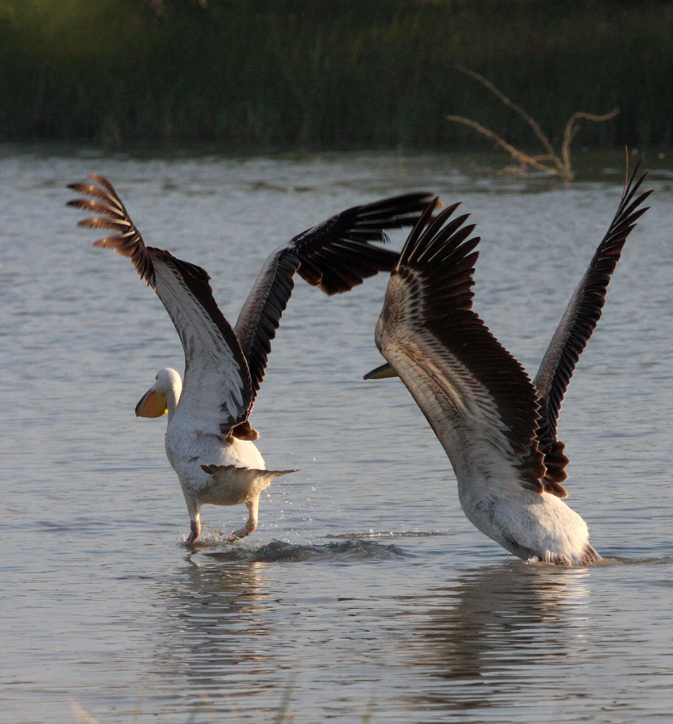 Pelecanus onocrotalus - GREAT WHITE PELICAN - BLACKBUCK NATIONAL PARK VELEVADAR INDIA (46).JPG