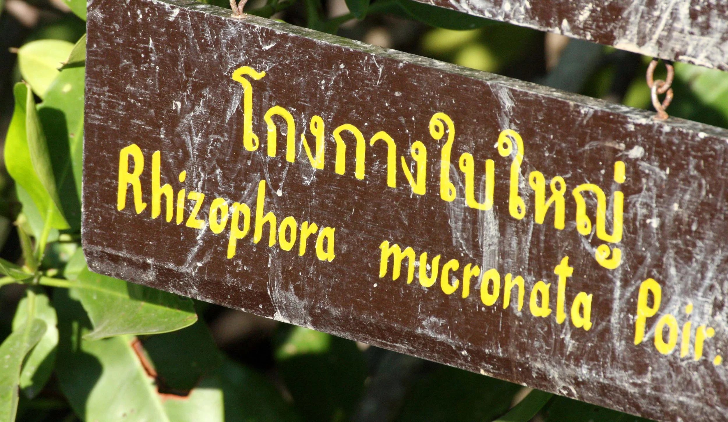 2016 Koh Lanta TheOtherSideVillas - Nature at our Home (90).JPG