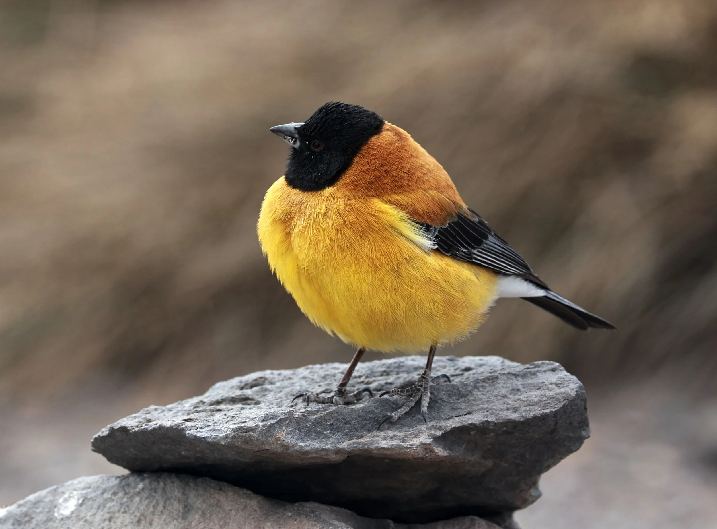 Finch - Black-hooded Sierra-Finch - Phrygilus atriceps - Lauca National Park, Chile (23).jpg