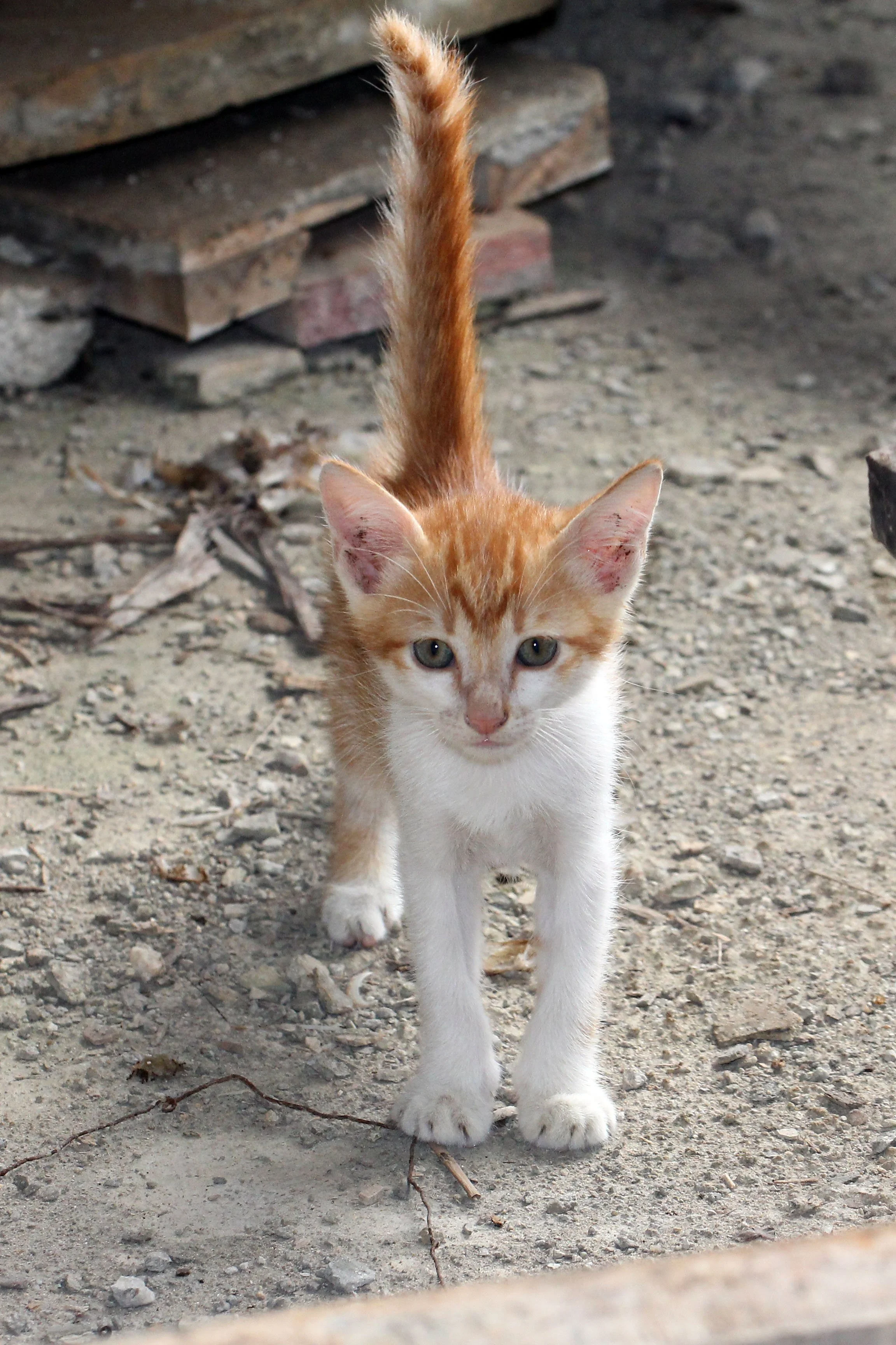 2015 Koh Lanta October Break Trip  (214).JPG