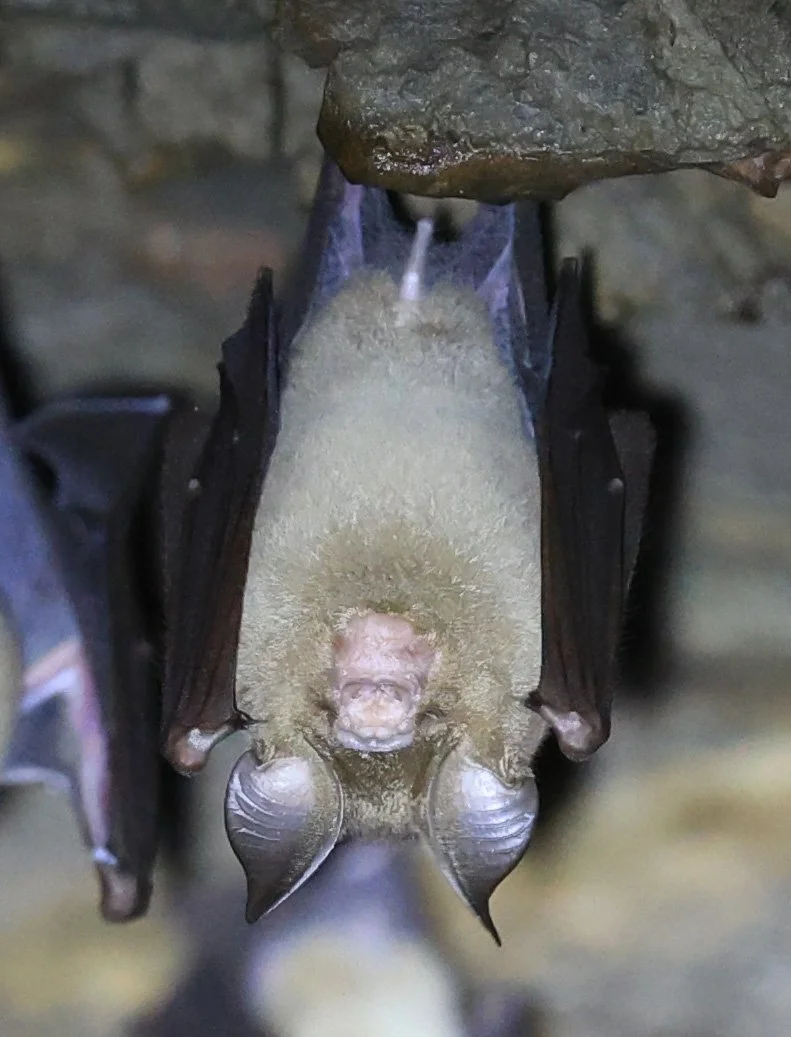 Horsfield’s Leaf-nosed Bat (Hipposideros larvatus) Wat Sa Nam Sai Temple Pak Chong Thailand (53).jpg