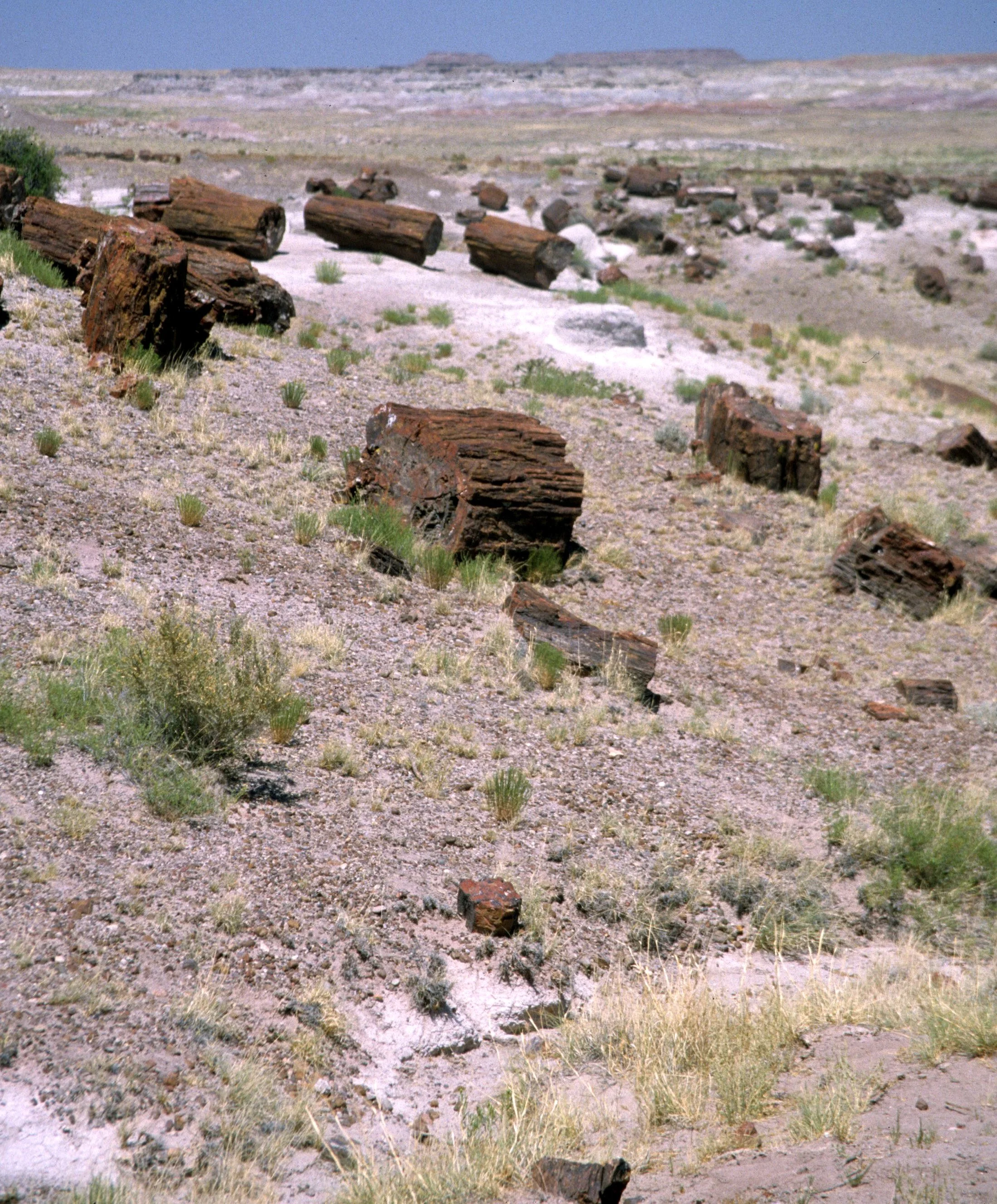 ARIZONA - PETRIFIED FOREST E.jpg