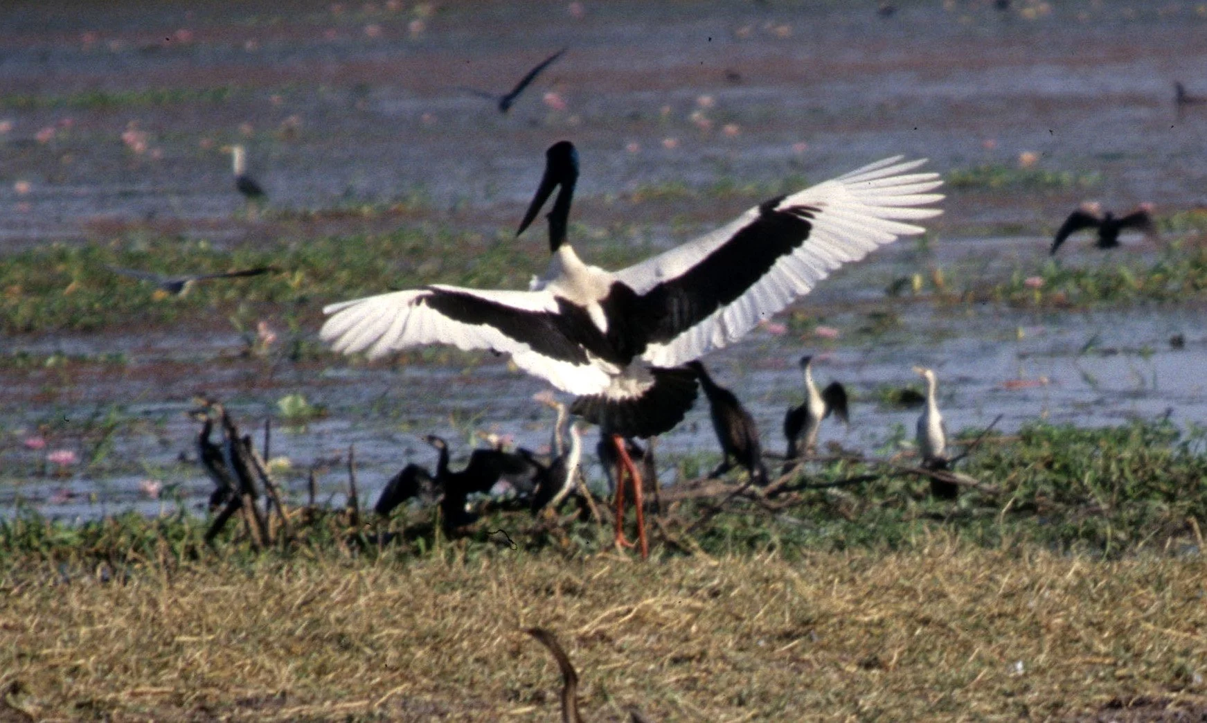 BIRD - STORK - JABIRU - WITH MIXED BIRD POPULATIONS -  MAGPIE GEESE -  DARTERS -  LITTLE BLACK CORMORANTS -  PIED HERONS - KAKADU A.jpg