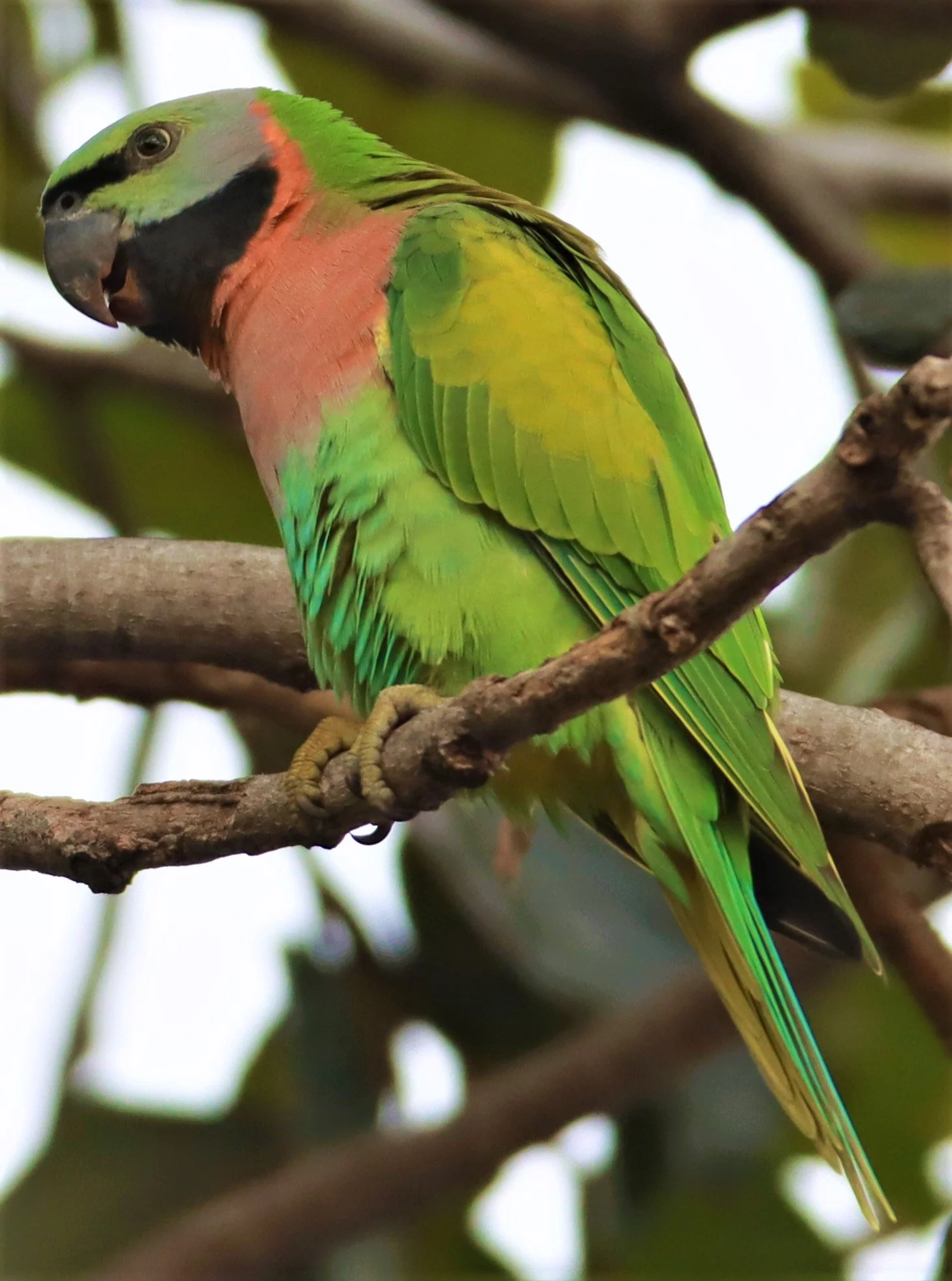 PARAKEET - RED-BREASTED PARAKEET - Psittacula alexandri - WAT SUAN YAI NONTHABURI (42).jpg