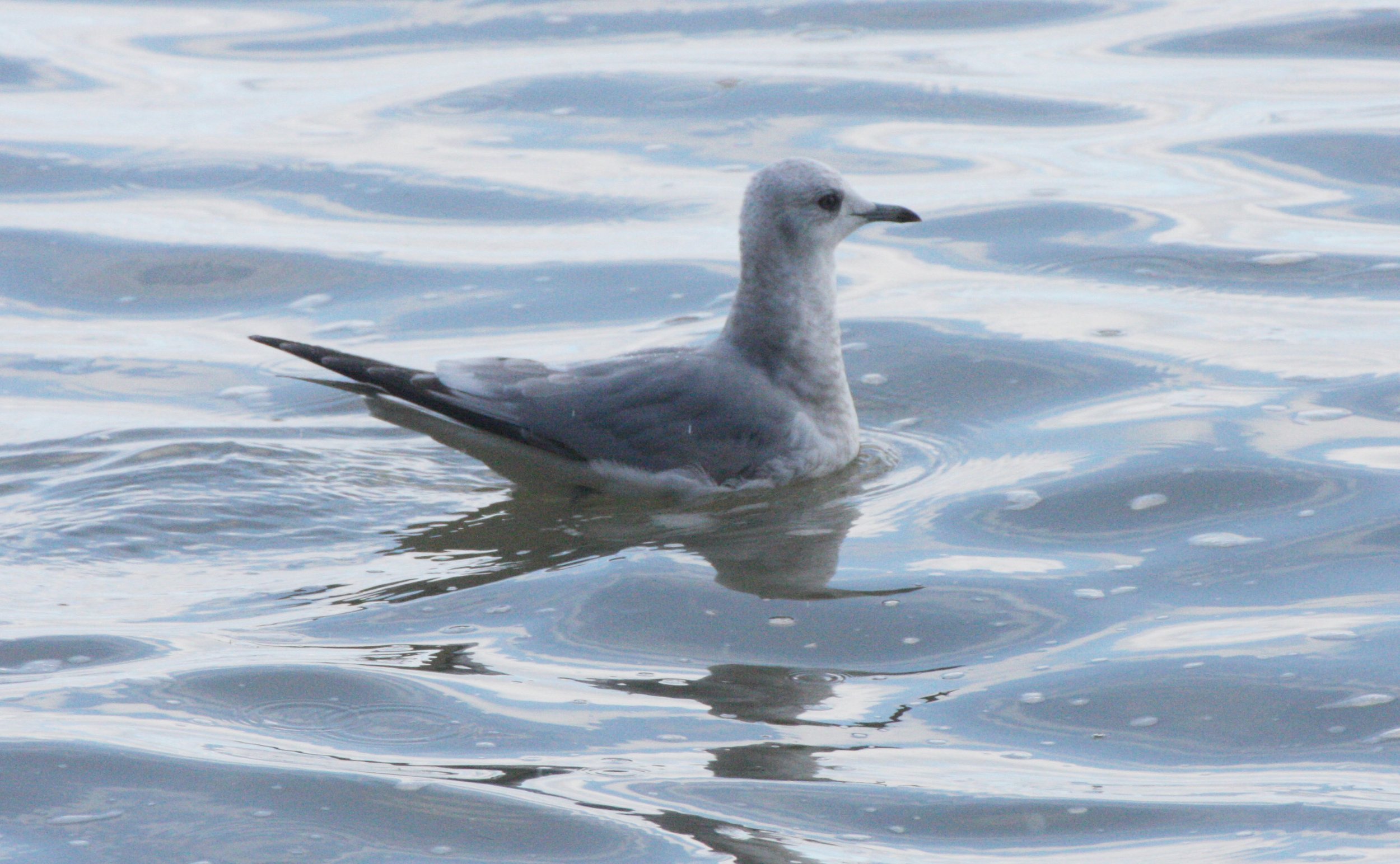 BIRD - GULL - MEW GULL - FIRST WINTER - LAKE FARM BEACH WA.JPG