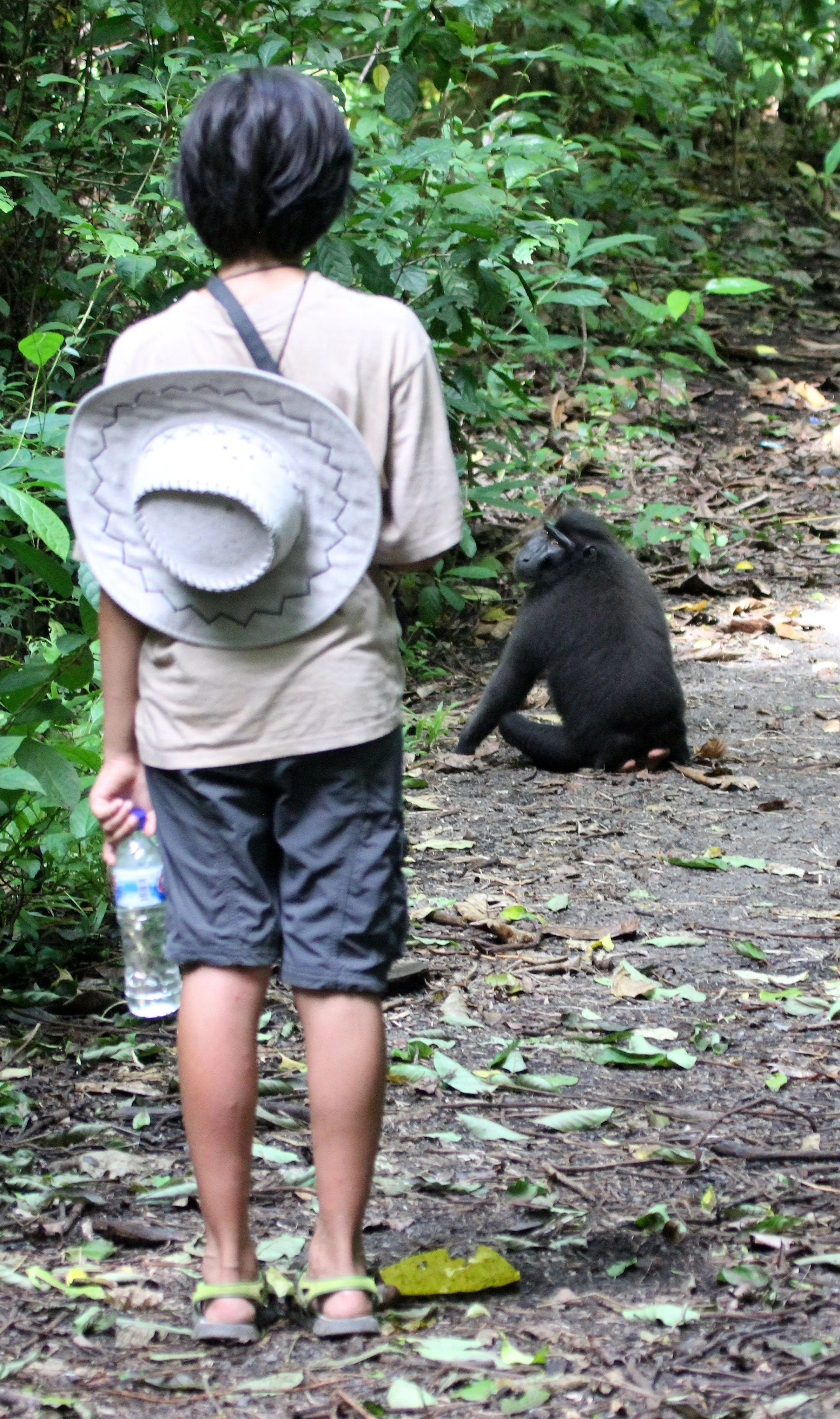 TANGKOKO NATIONAL PARK SULAWESI INDONESIA (20).JPG