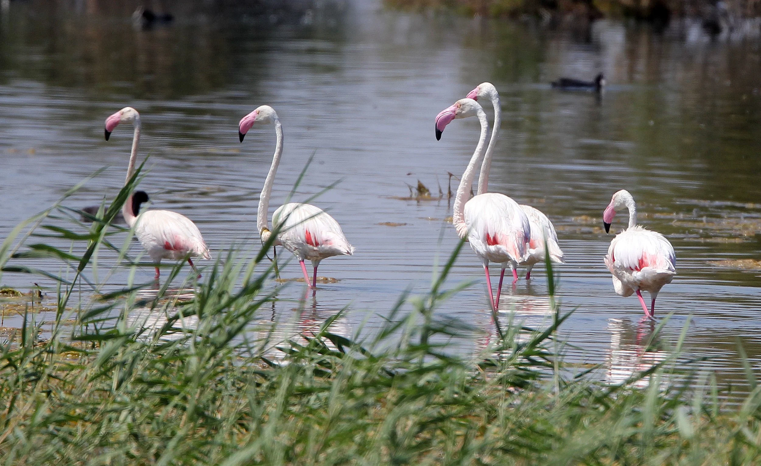 Phoenicopterus roseus - Greater Flamingo - Laguna Dulce Spain (28).JPG