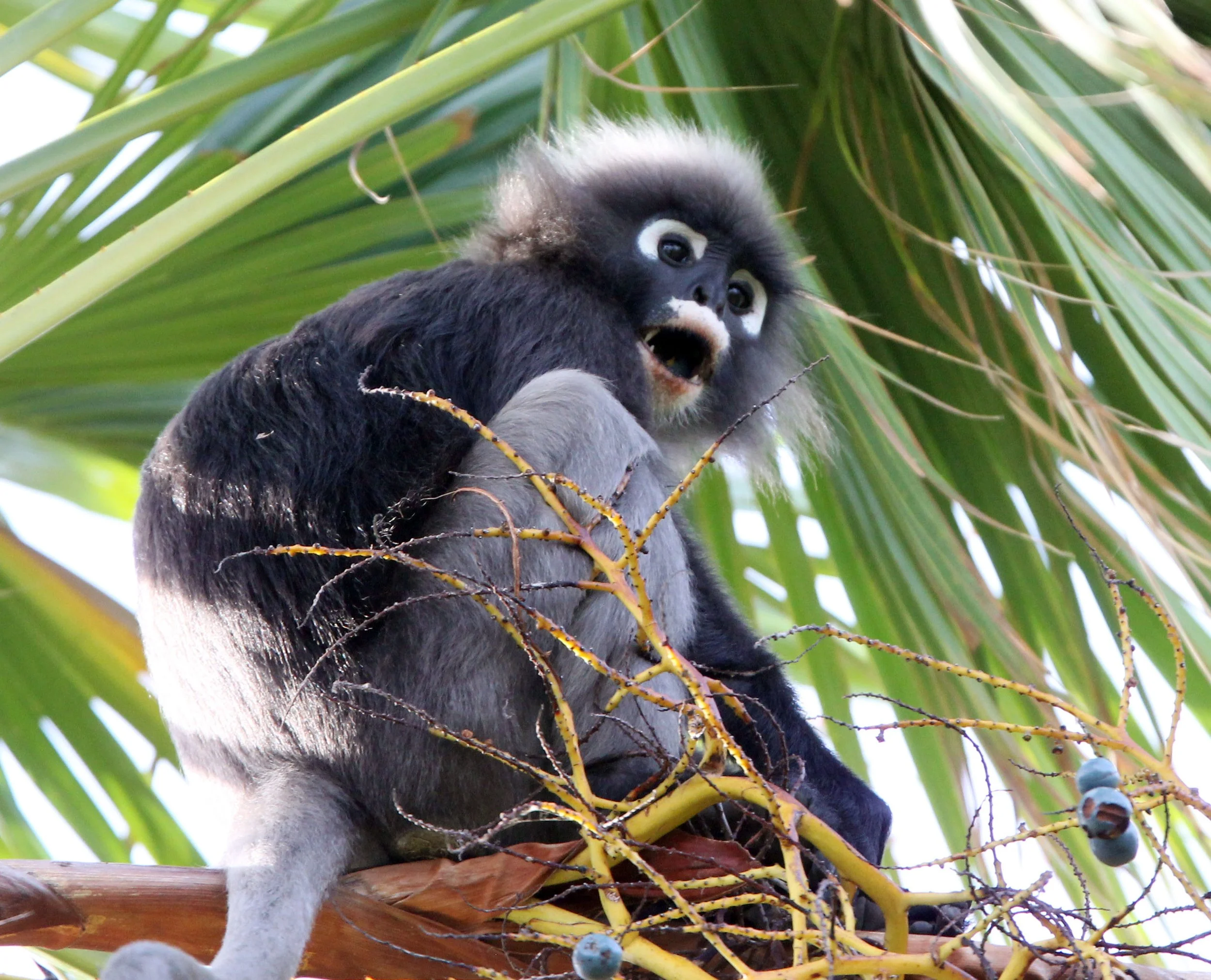 CERCOPITHECIDAE - Trachypithecus obscurus flavicauda - BLOND-TAILED DUSKY LANGUR - KOH LANTA NATIONAL PARK THAILAND (4).JPG