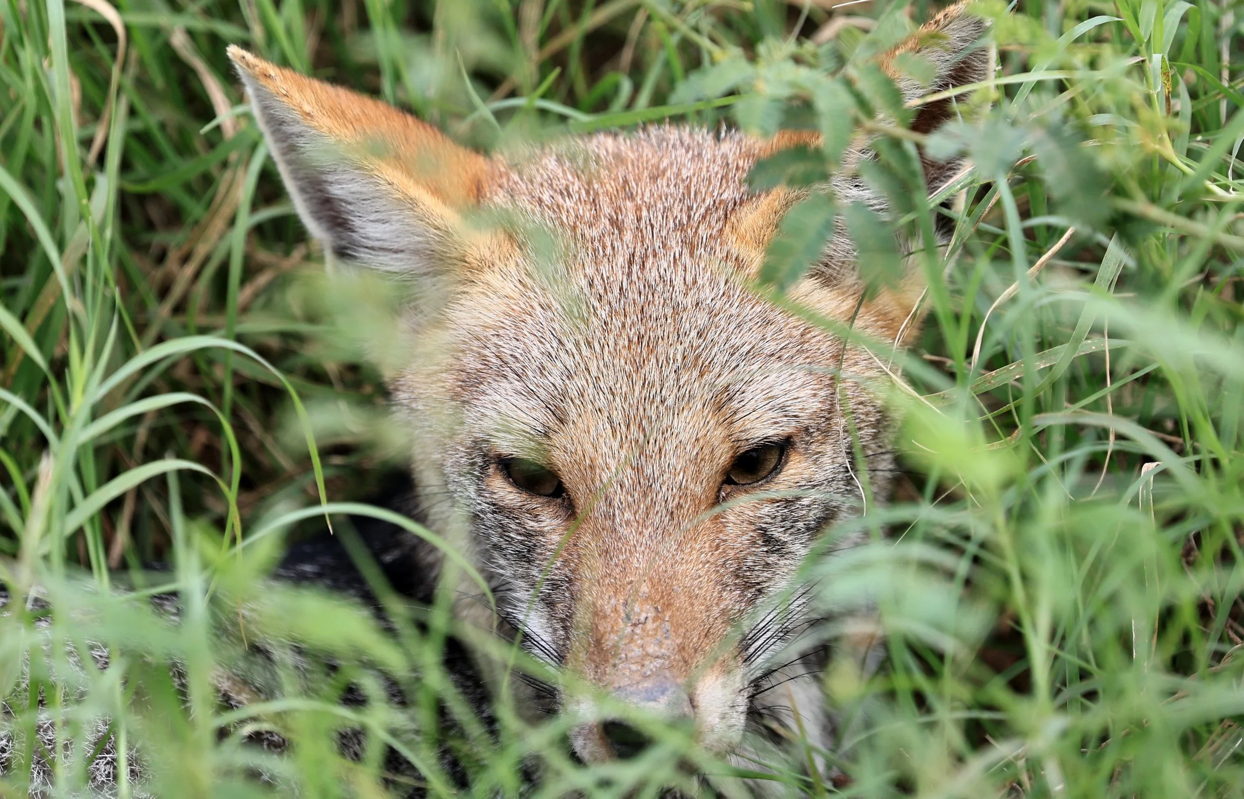 Pampas Fox (Lycalopex gymnocerca) Agua Dulce Paraguay (4).jpg