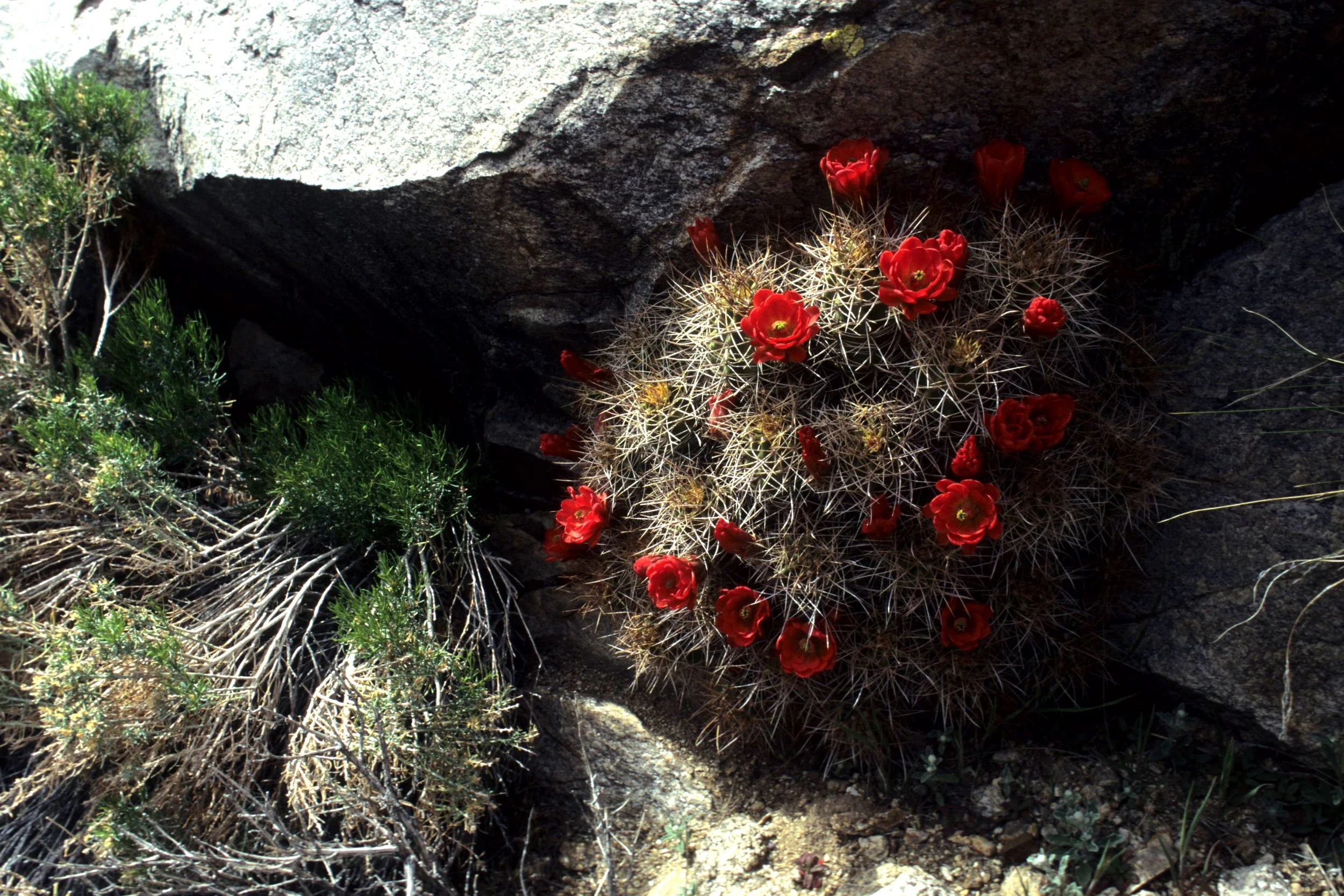 DEATH VALLEY - ECHINOCEREUS TRIGLOCHIDIATUS VAR MOJAVENSIS A.jpg