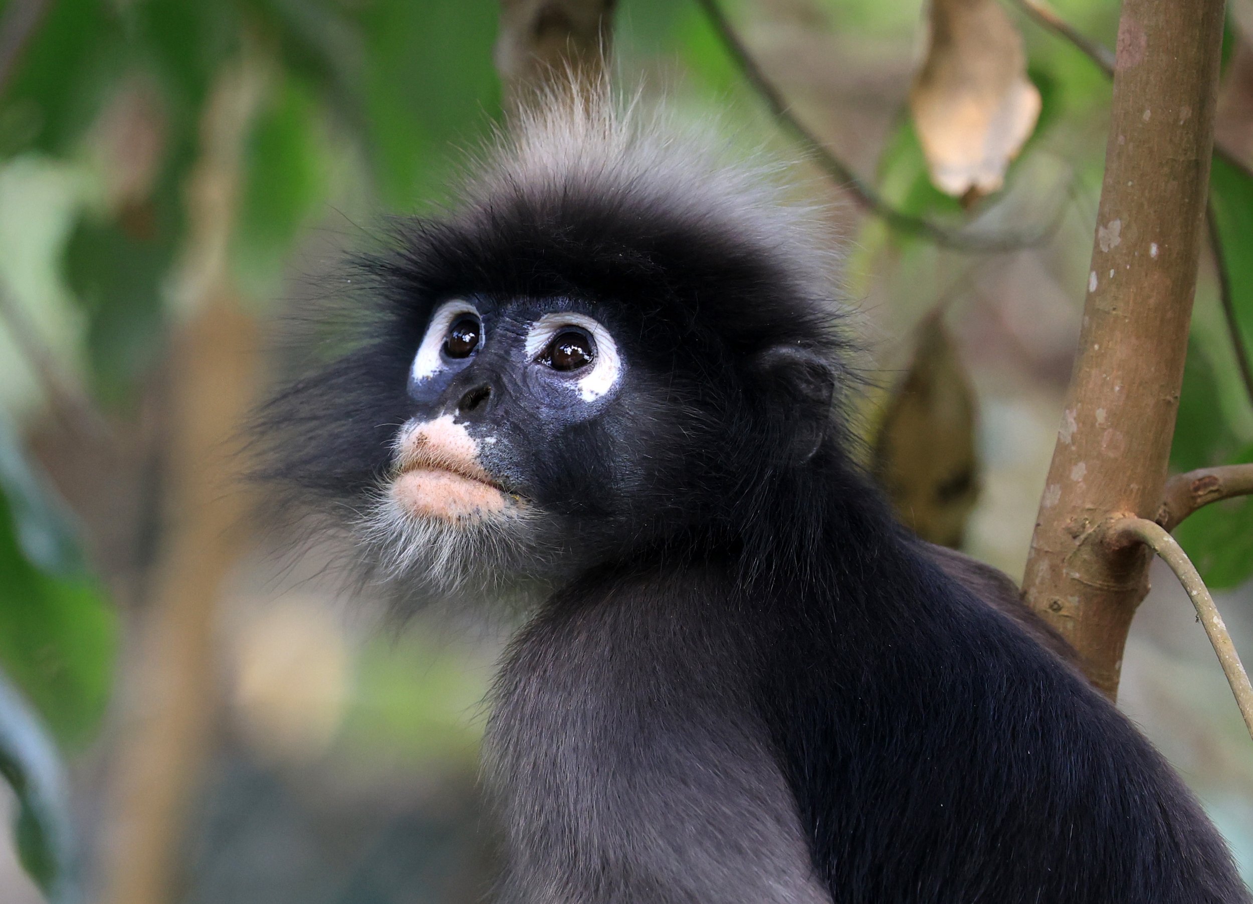 Dusky Langur (Spectacled) Leaf Monkey (Trachypithecus obscurus) Kaeng Krachan National Park ESS Expedition 2026 (61).jpg