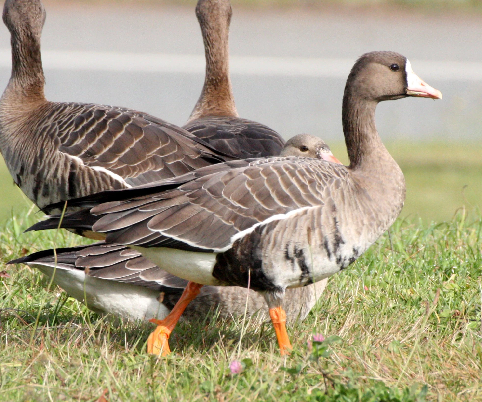 GOOSE - GREATER WHITE FRONTED - Anser albifrons - STRAIT OF JUAN DE FUCA WA (15).JPG
