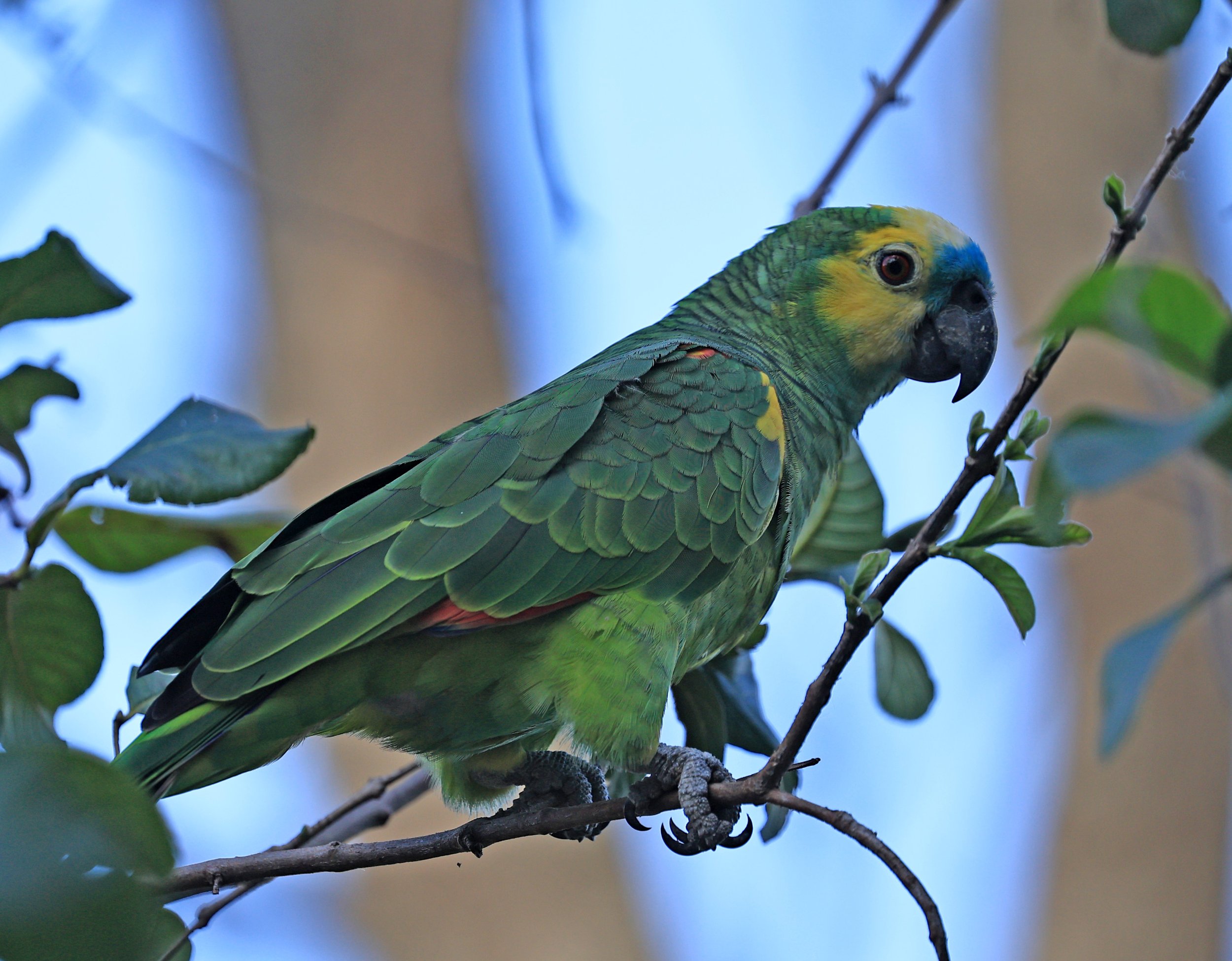 Blue-fronted Amazon (Amazona aestiva) Estancia Campo'í Paraguay (8).jpg
