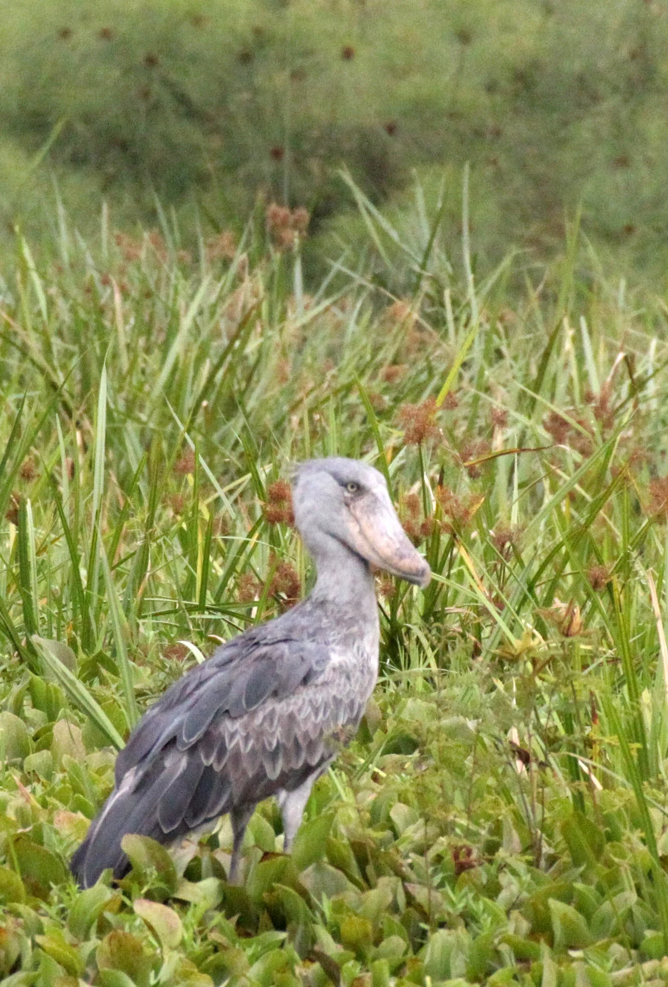 BIRD - STORK - SHOEBILL STORK - MURCHISON FALLS NP UGANDA (26).JPG