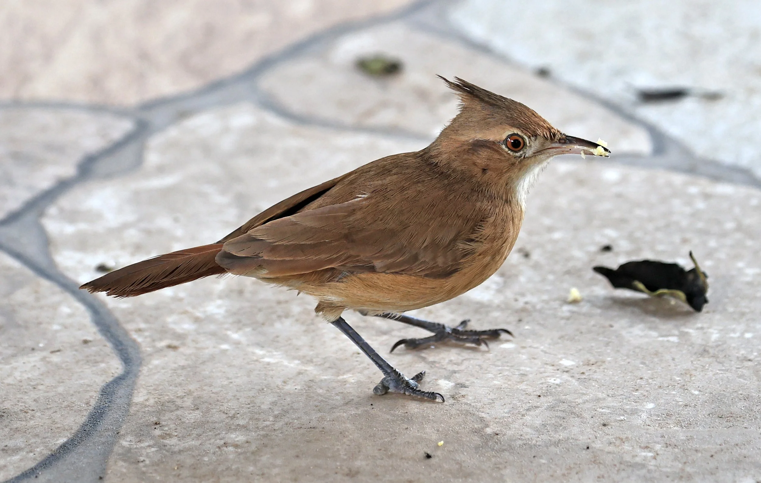 Crested Hornero (Furnarius cristatus) Hotel Campestre Iparoma Paraguay (5).jpg