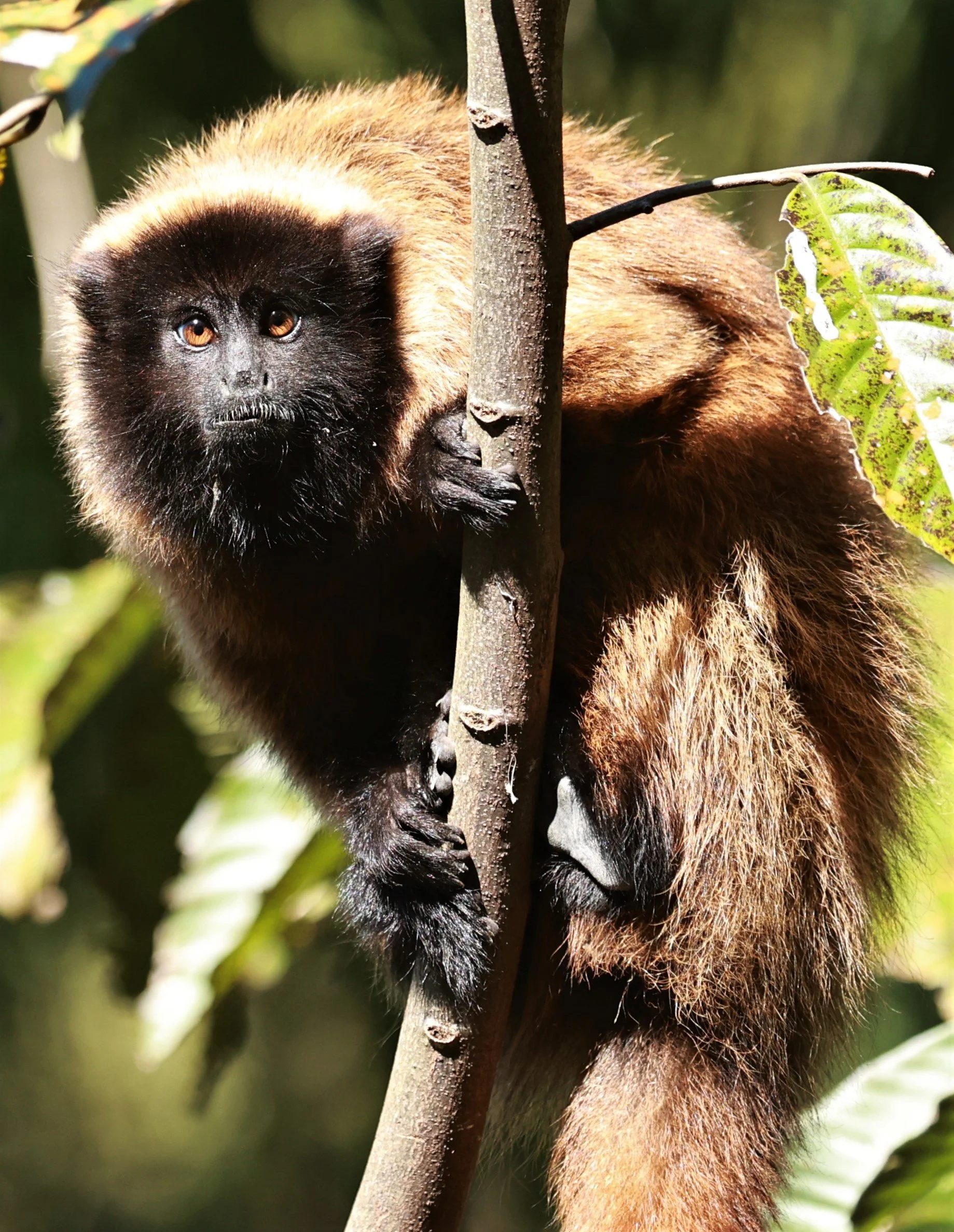 Expedition to the Atlantic Rainforest of Brazil — Coke Smith Wildlife