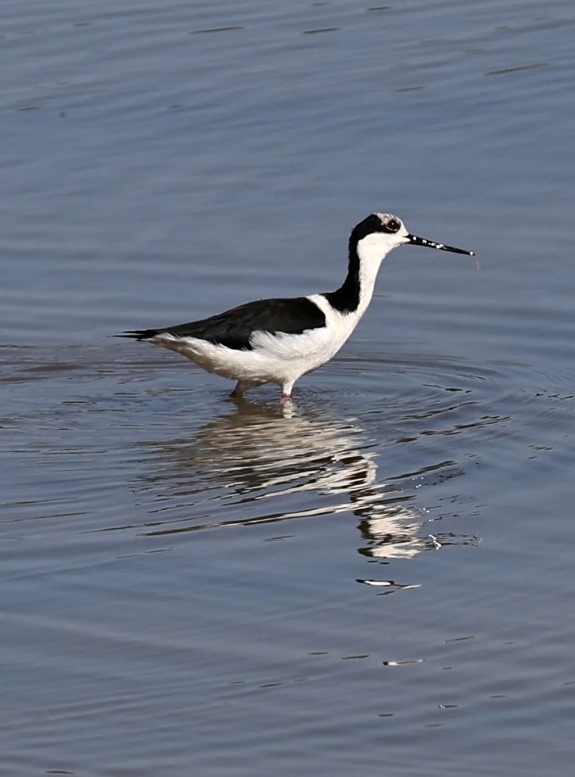 Black-necked Stilt (Himantopus mexicanus) Hotel Iparoma Campestre Paraguay (3).jpg