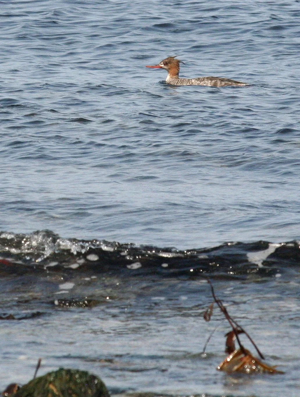 MERGANSER - RED-BREASTED MERGANSER - Mergus serrator - MOUTH OF ELWHA OLYMPIC PENINSULA WA- SOM'S (2).JPG