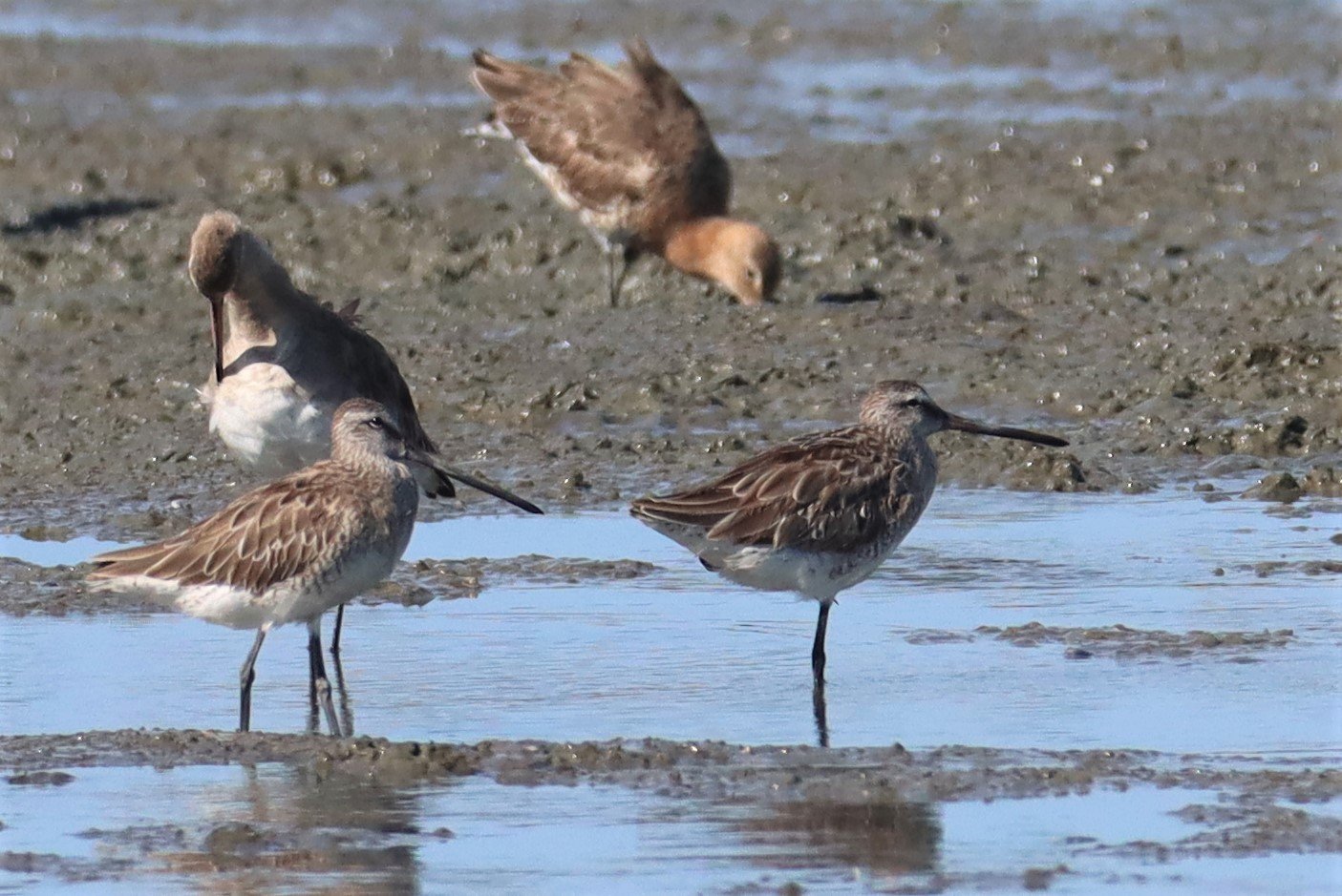 DOWITCHER - ASIAN DOWITCHER - Limnodromus semipalmatus - Mangrove Forest Research Center Samut Sakhon (79).jpg
