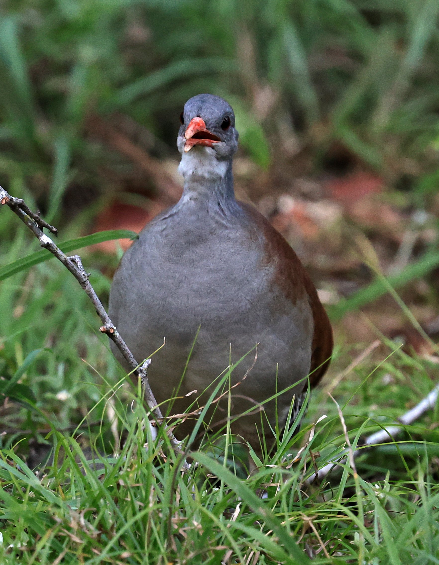 Tataupa Tinamou (Crypturellus tataupa) Aurora Chaquena Mennonite Nature Reserve (14).jpg