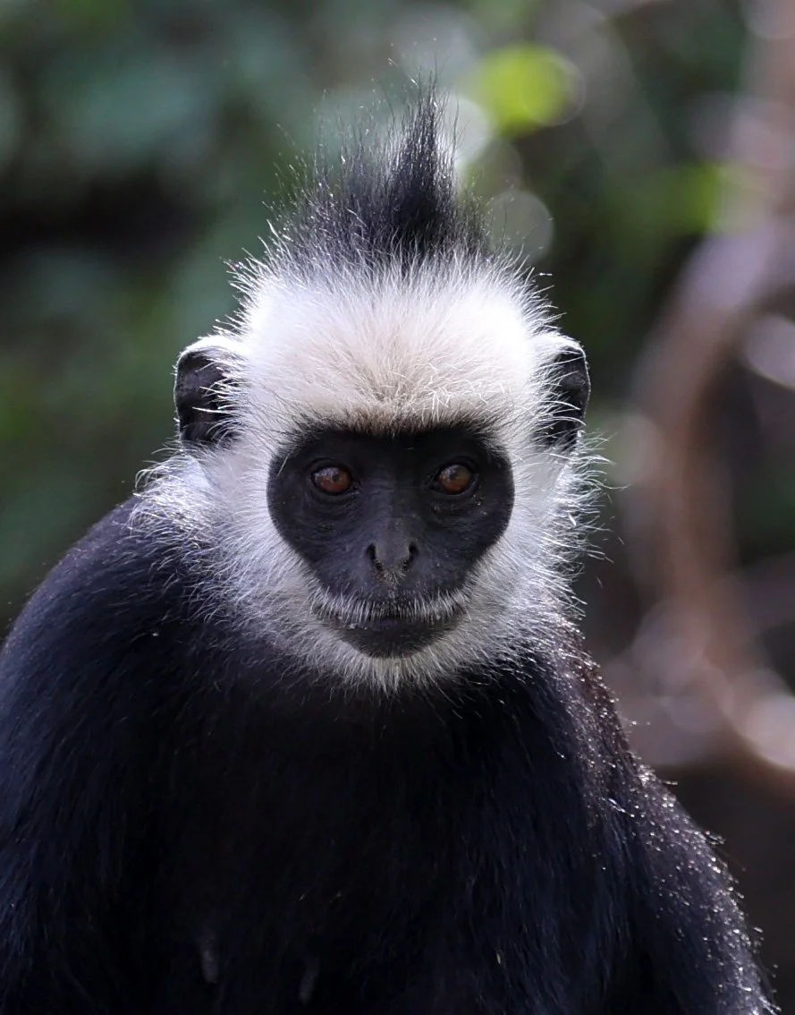 Laotian Langur or White-browed Black Langur (Trachypithecus laotum) The Rock Viewpoint, Khammouane Province Laos (242).jpg