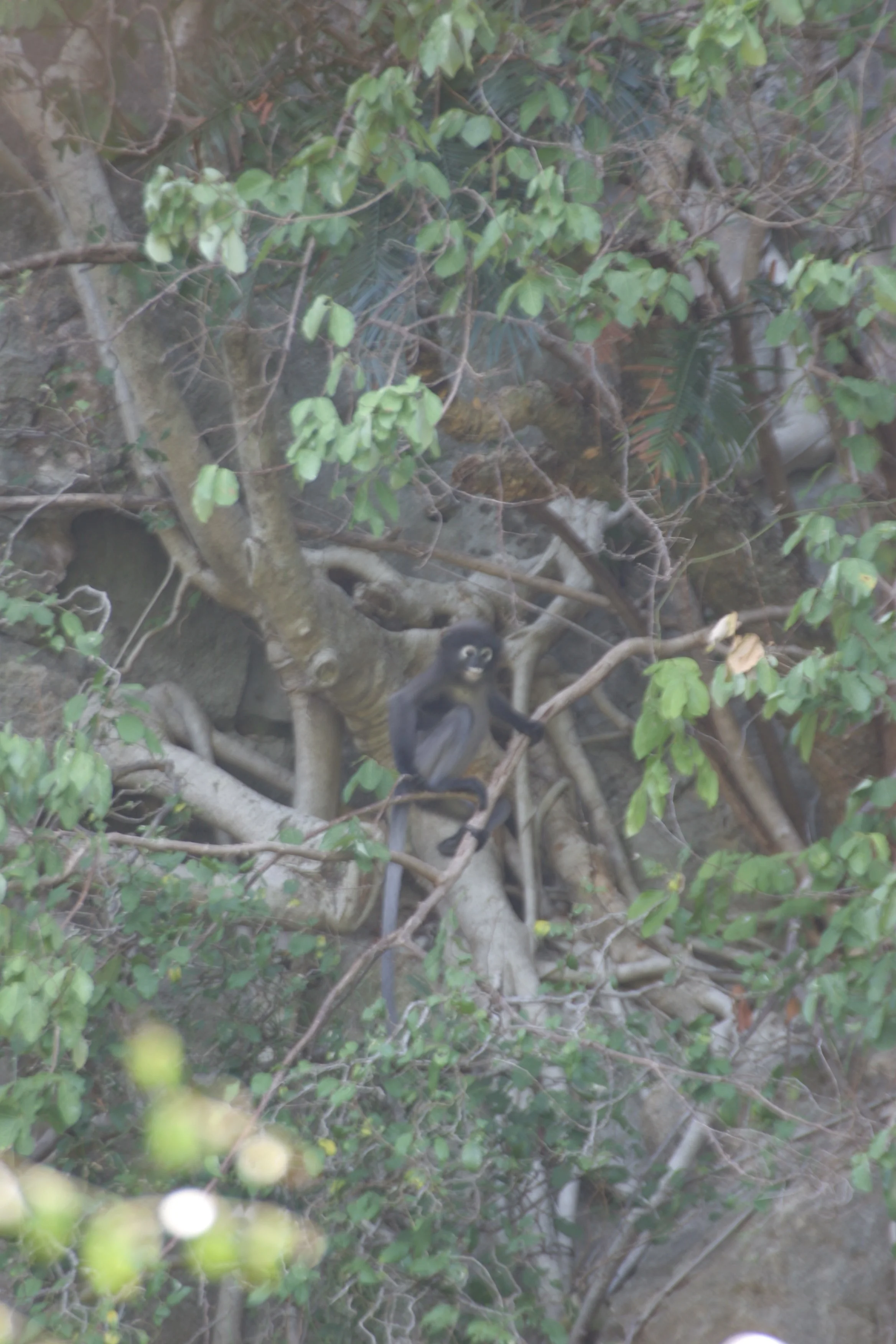 CERCOPITHECIDAE - Trachypithecus obscurus flavicauda - BLOND-TAILED DUSKLY LANGUR - KHAO SAM ROI YOT NP THAILAND (25).jpg