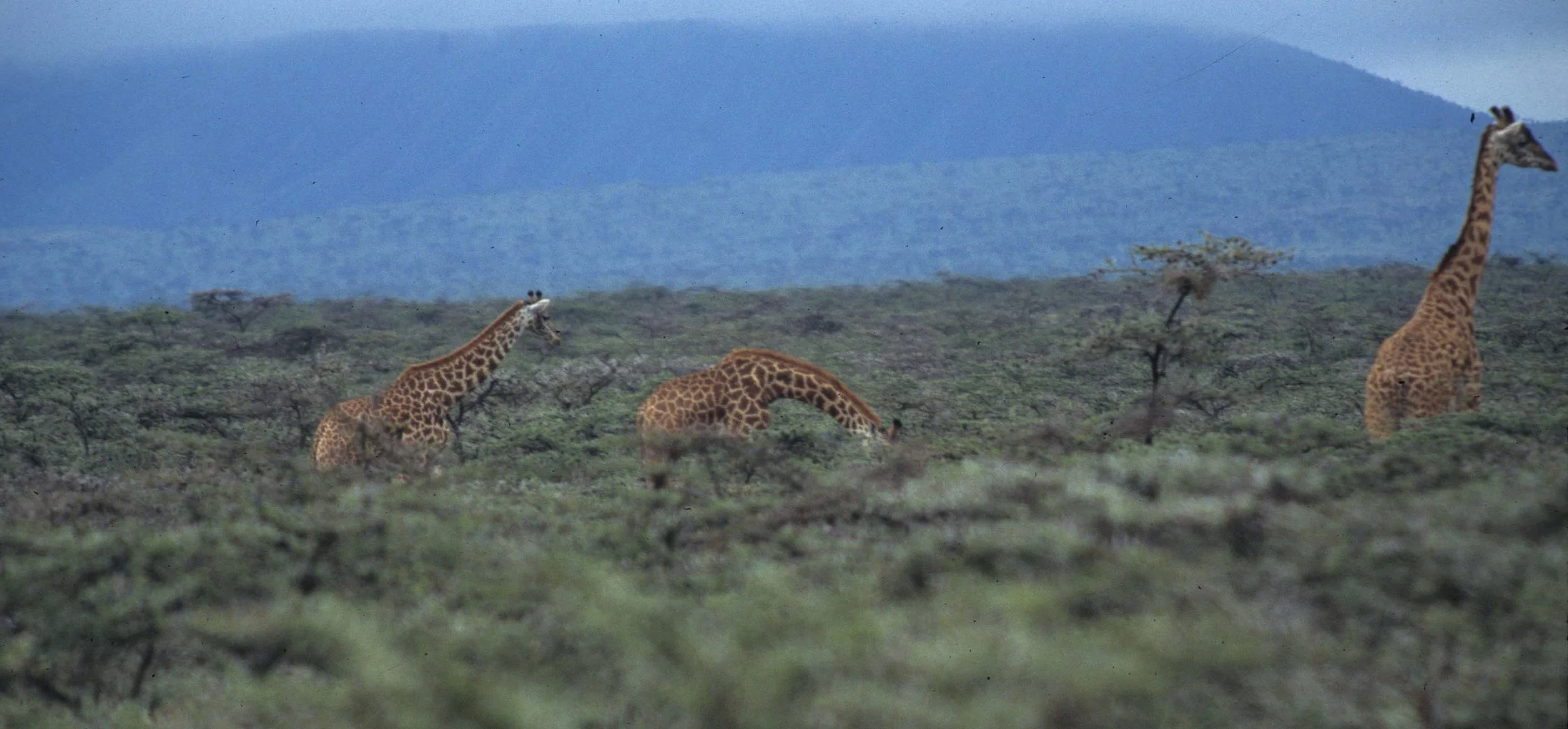 GIRAFFE-MASAI-SERENGETI 17.jpg