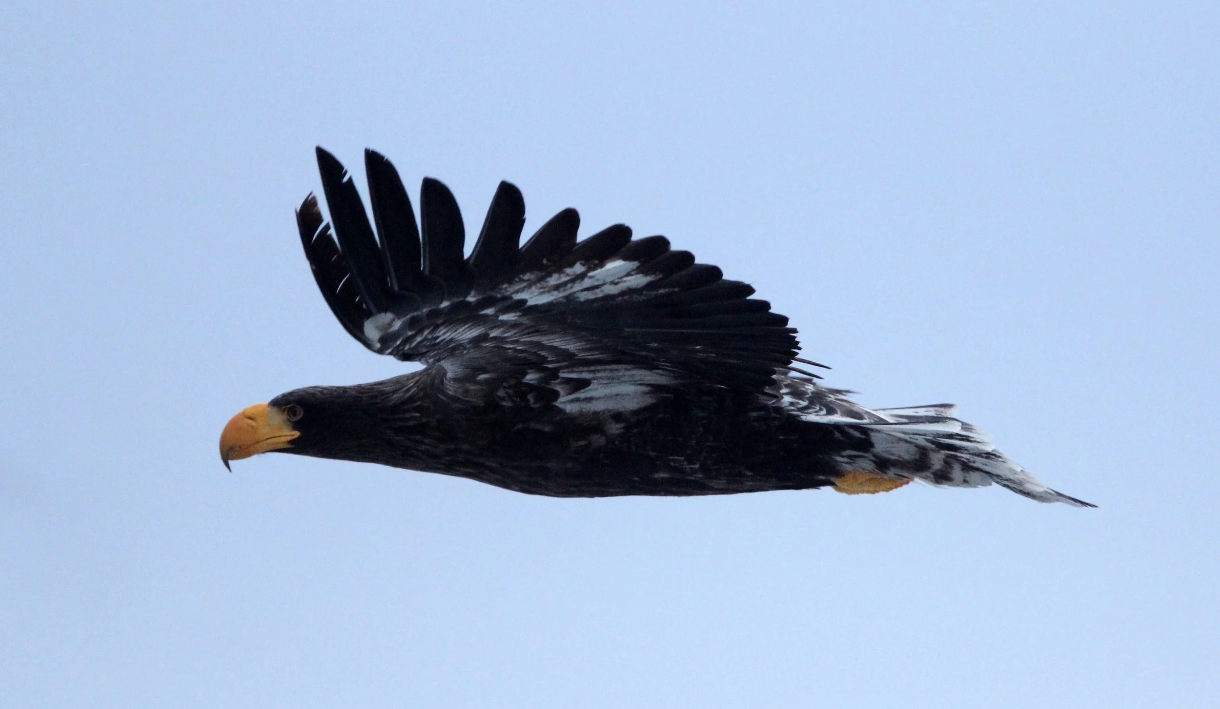 BIRD - EAGLE - STELLER'S SEA EAGLE - RAUSU, SHIRETOKO PENINSULA & NATIONAL PARK, HOKKAIDO JAPAN (55).JPG