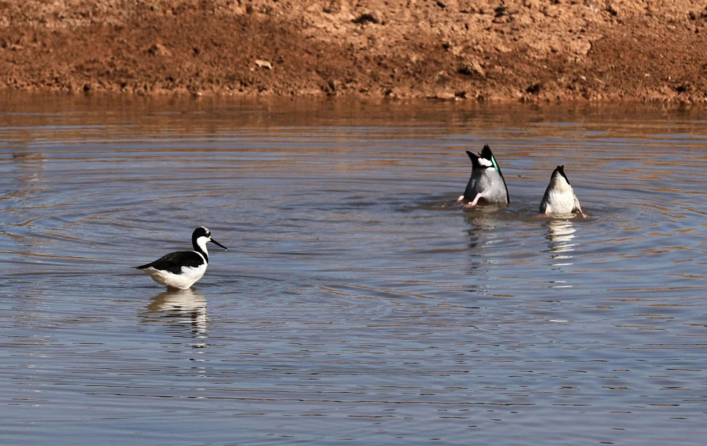 Black-necked Stilt (Himantopus mexicanus) Hotel Iparoma Campestre Paraguay (5).jpg