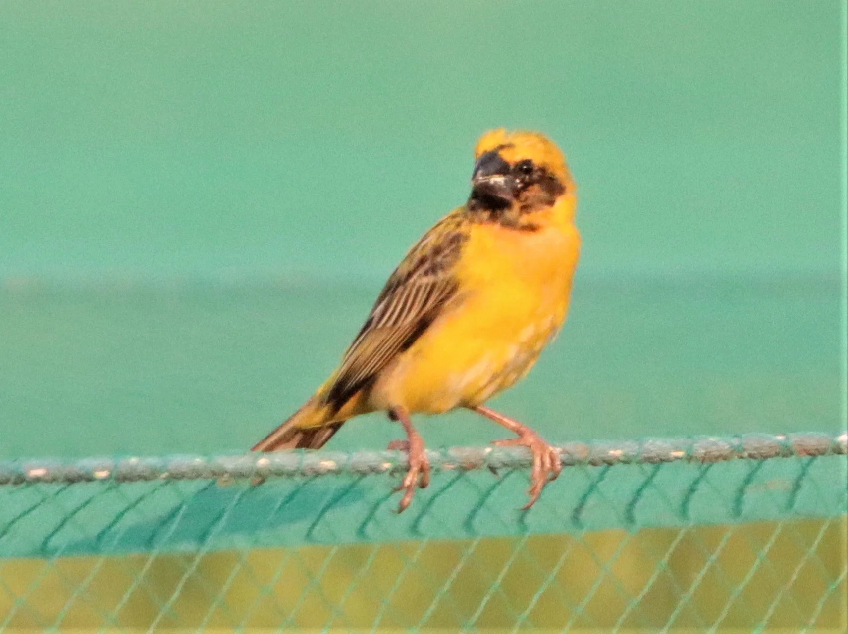 WEAVER - BAYA WEAVER - Ploceus philippensis - PATHUM THANI RICE RESEARCH CENTER .JPG
