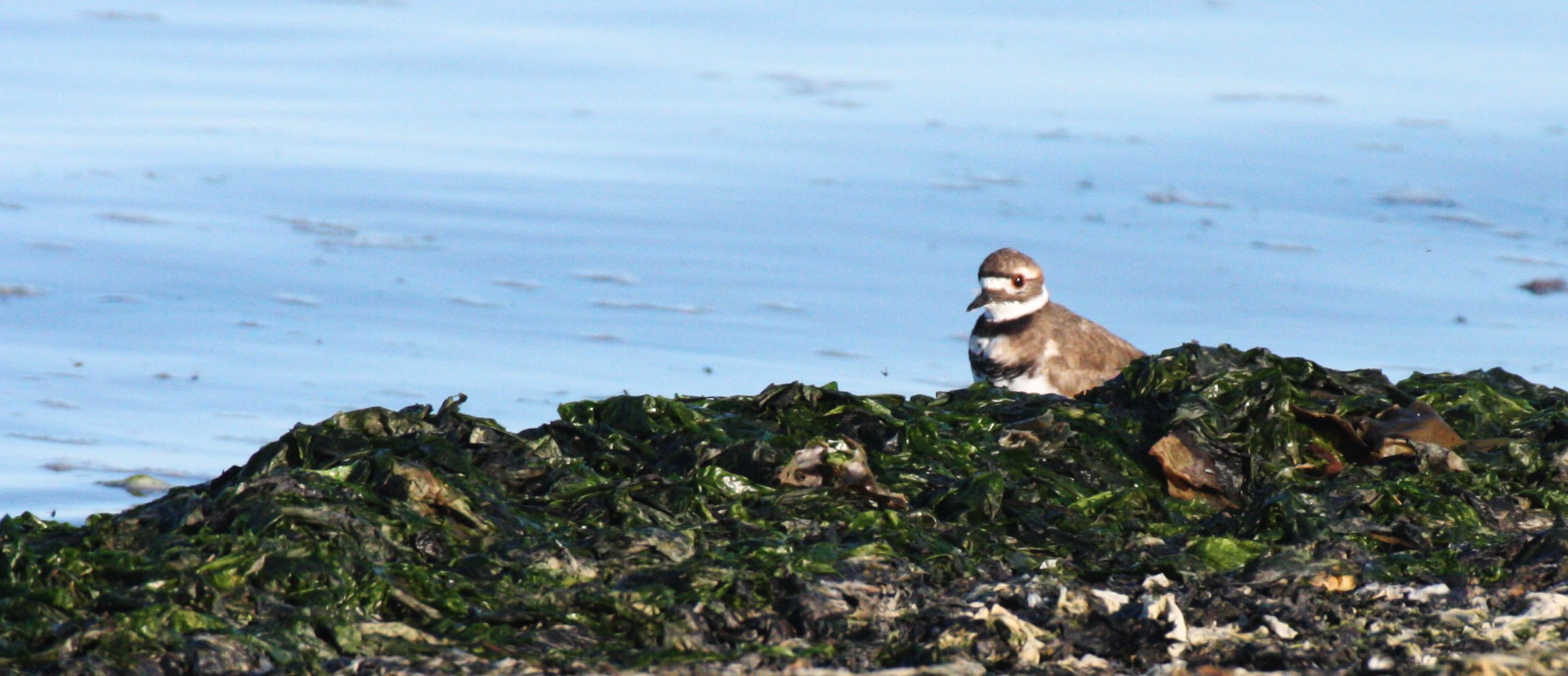 BIRD - KILLDEER - SEQUIM BAY WA (6).JPG